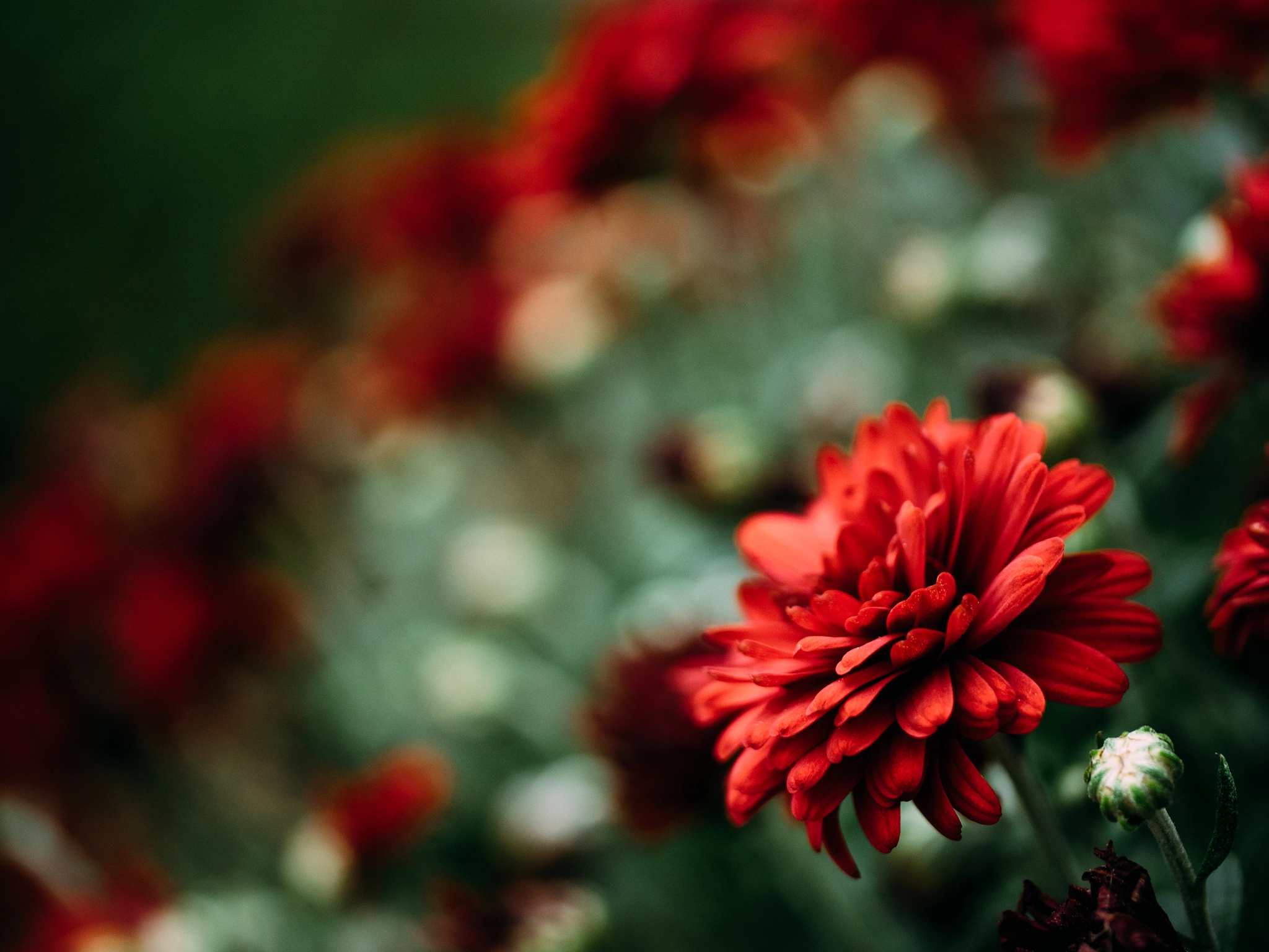 Panasonic Leica DG Macro-Elmarit 45mm F2.8 ASPH OIS sample photo. 306/366 photography