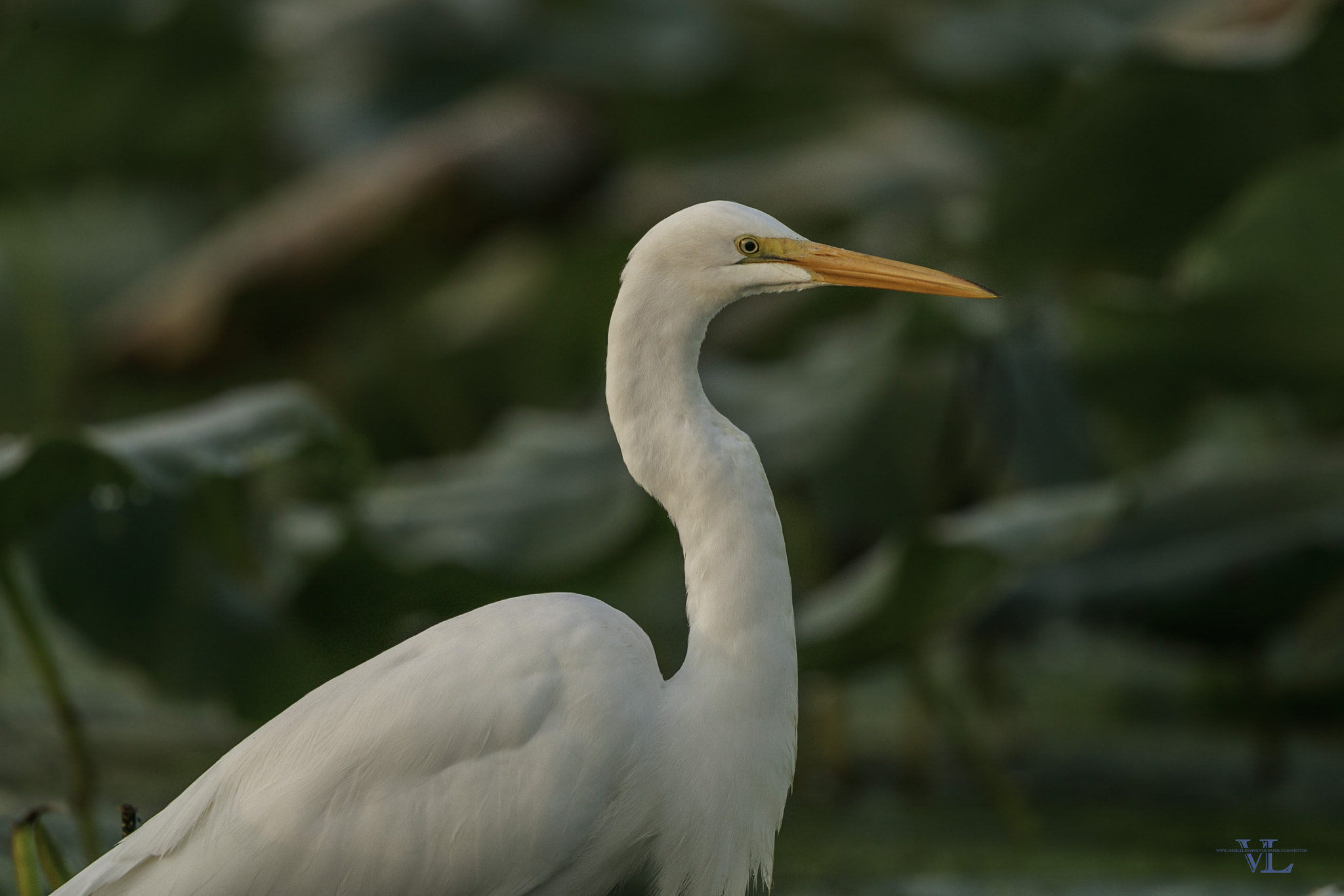 Canon EF 600mm F4L IS II USM sample photo. Morning lights photography