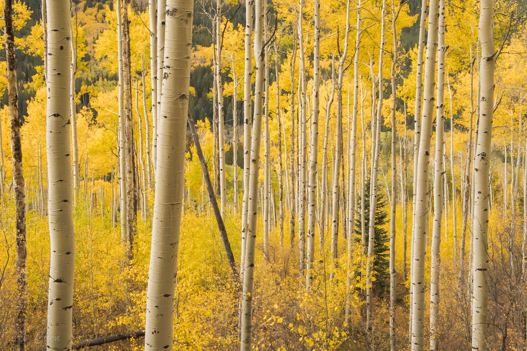 Nikon AF-S Nikkor 16-35mm F4G ED VR sample photo. Aspens near aspen colorado photography