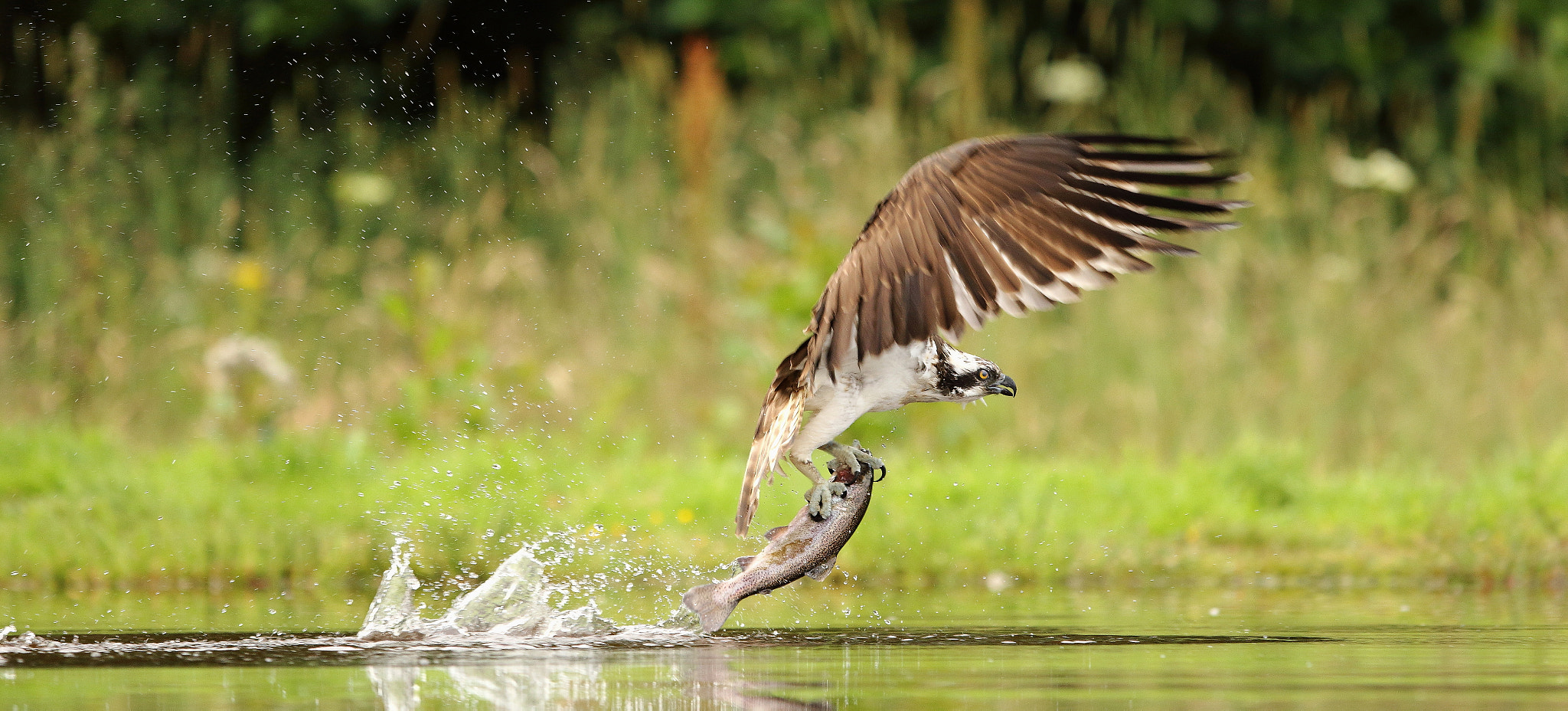 Canon EF 300mm F2.8L IS USM sample photo. Osprey photography