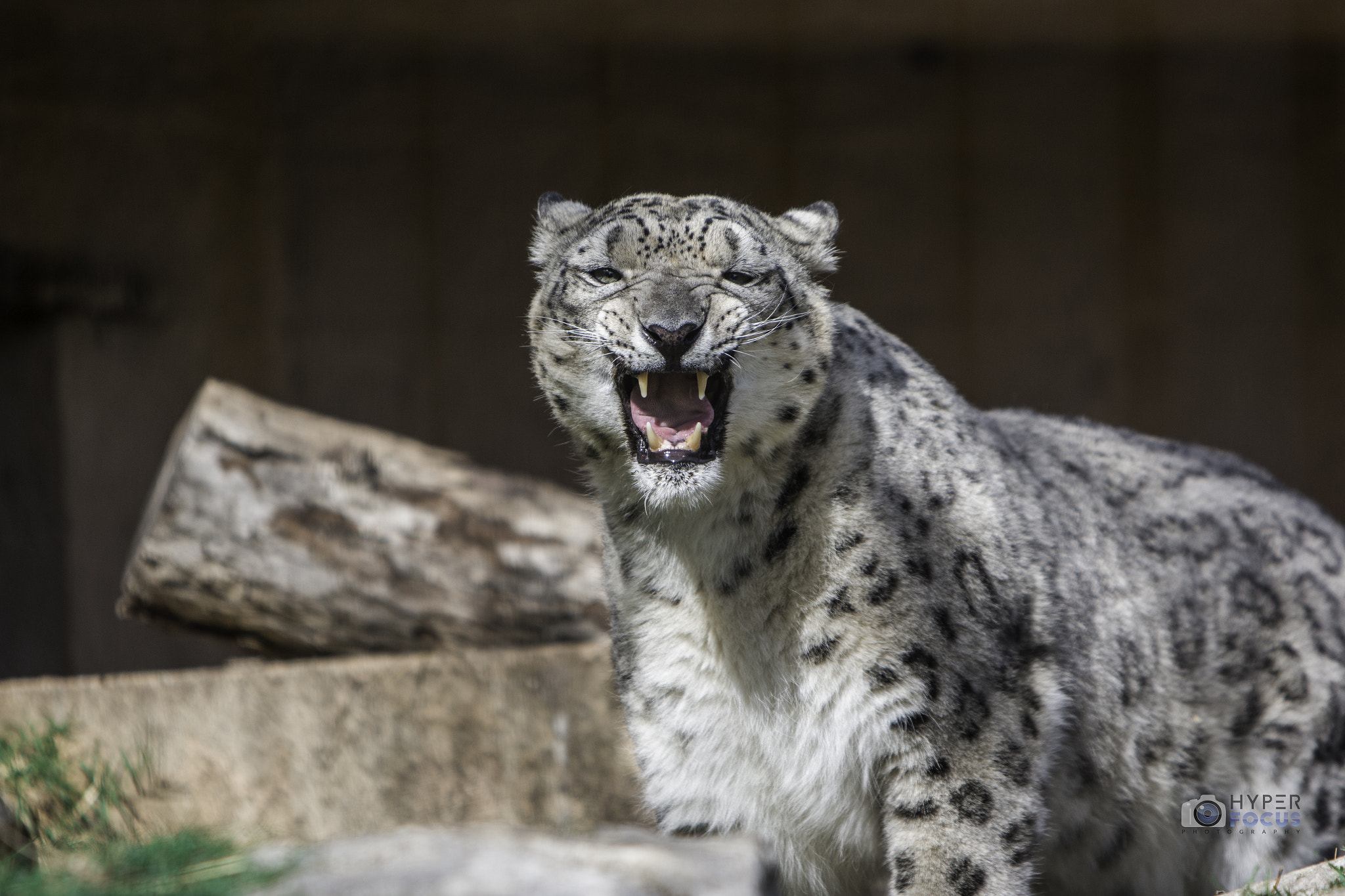 Canon EF 70-200mm F2.8L IS USM sample photo. Snow leopard teeth photography