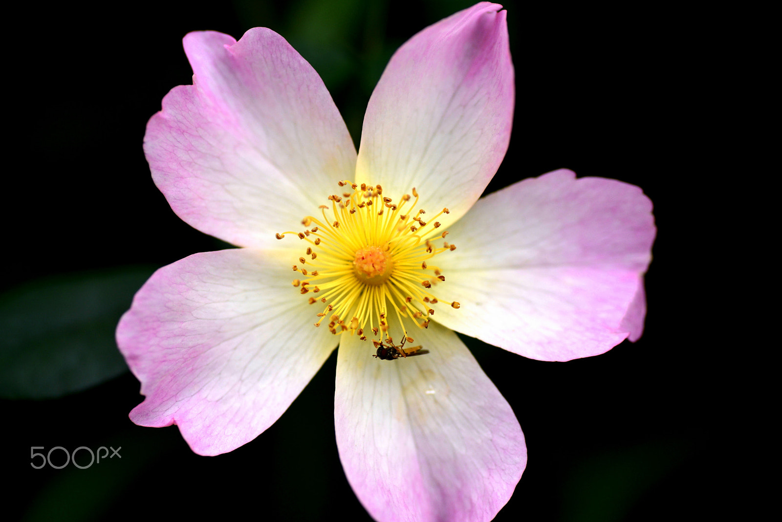 Nikon D600 sample photo. Rose in the autumn photography