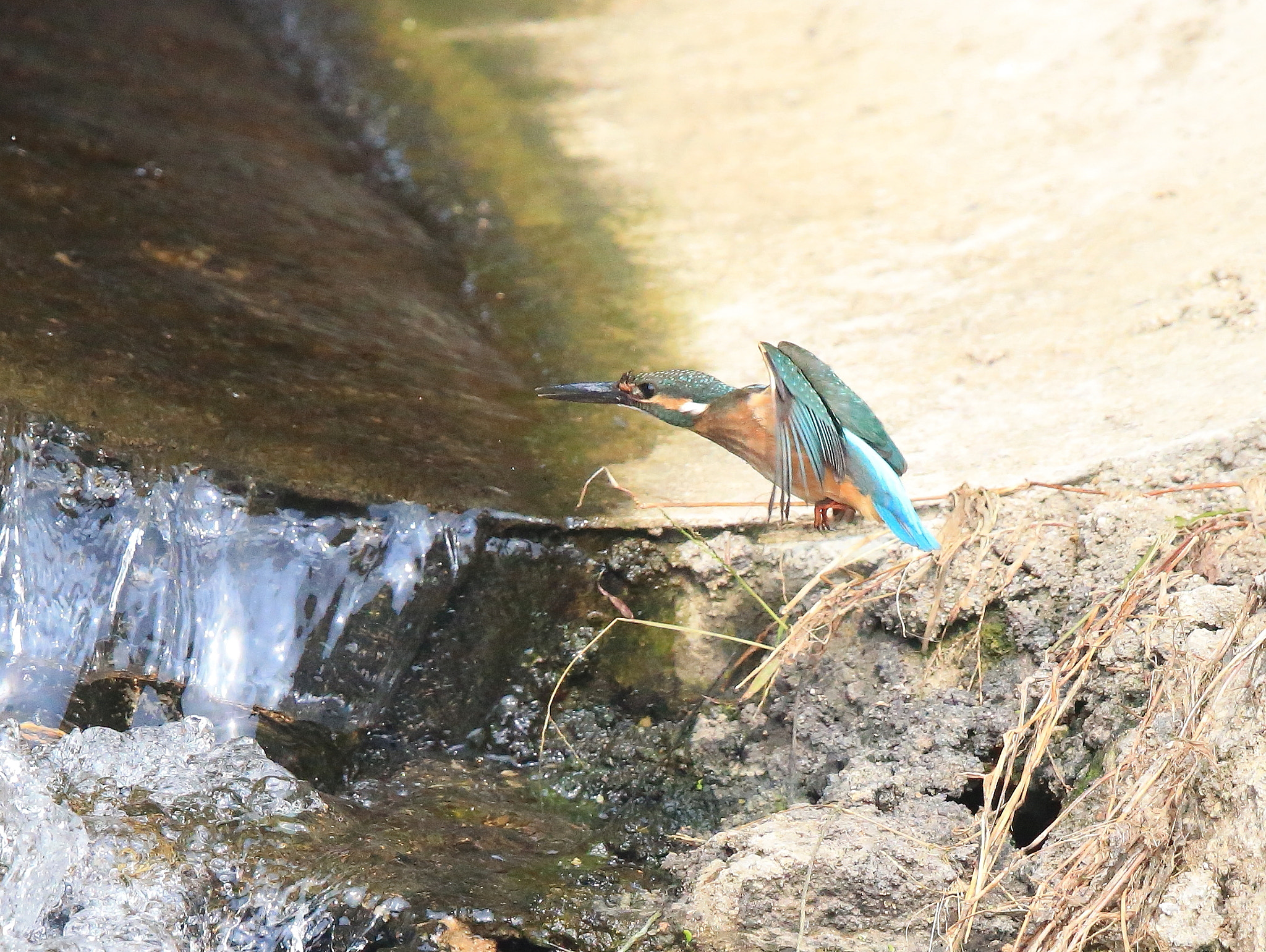 Canon EOS-1D X + Canon EF 600mm F4L IS II USM sample photo. 205 photography