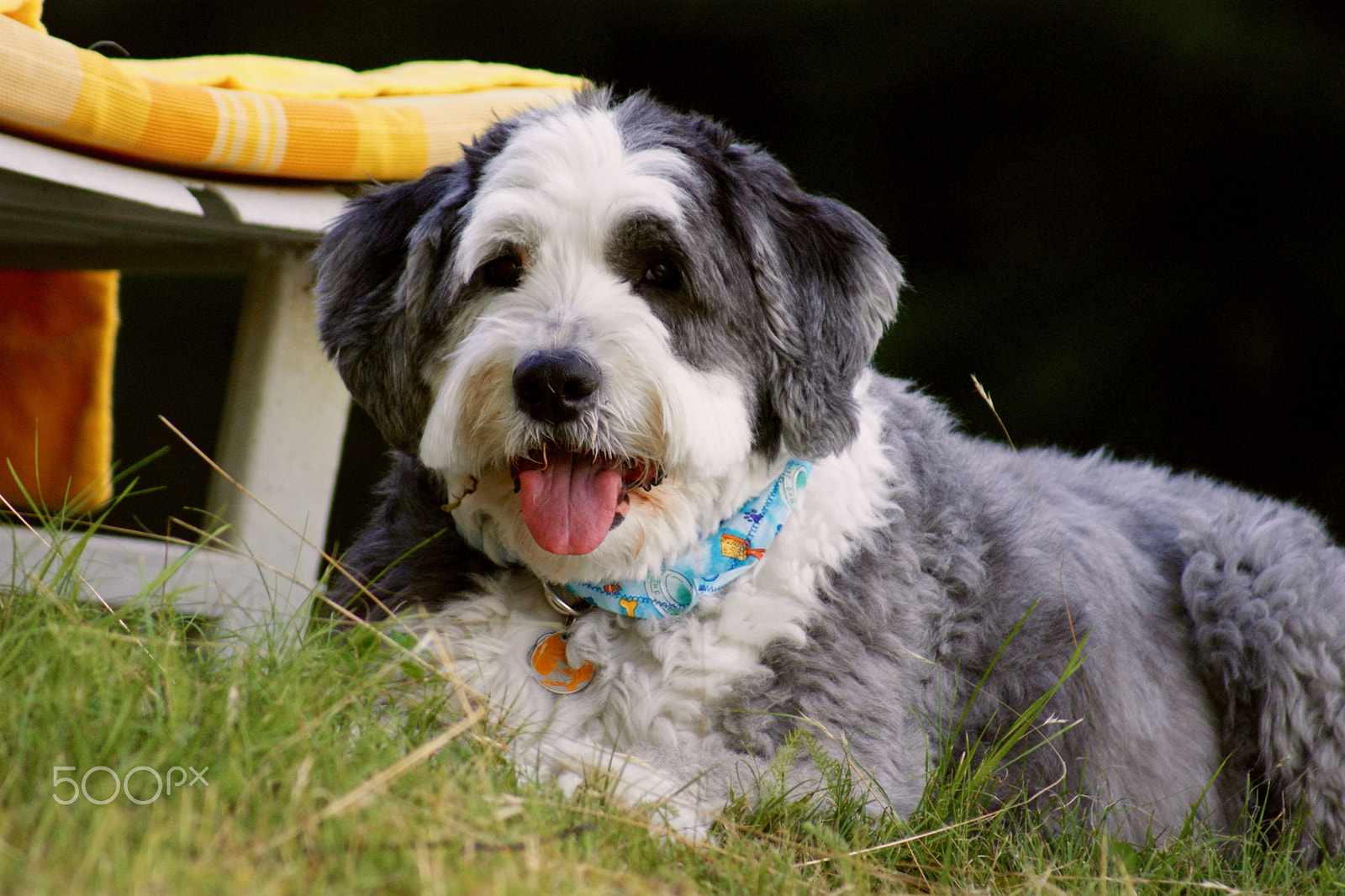 Sony 75-300mm F4.5-5.6 sample photo. Wookie photography