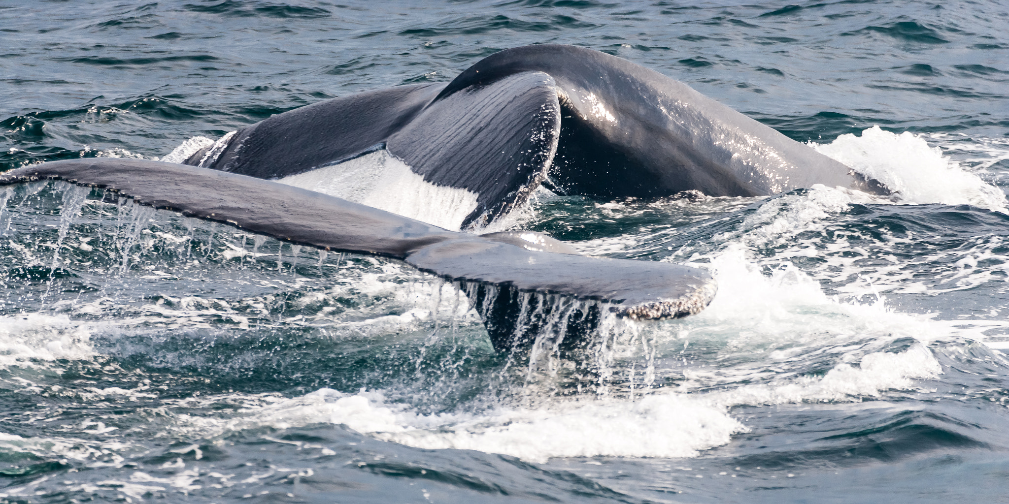 Canon EOS-1Ds Mark II sample photo. Humpback tails photography