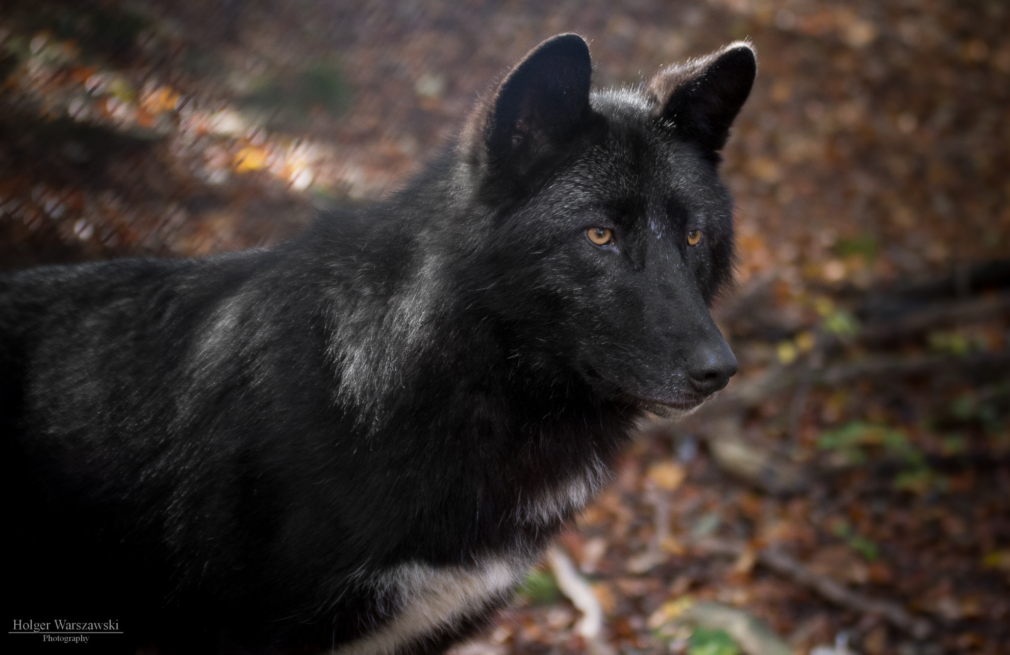 Tamron SP 35mm F1.8 Di VC USD sample photo. Timberwolf photography