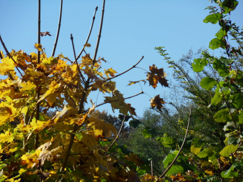 Samsung WB550, WB560 / VLUU WB550 /  HZ15W sample photo. Autumn branch photography