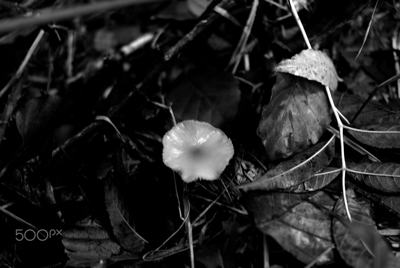 Pentax K10D + Pentax smc DA 35mm F2.4 AL sample photo. Fall in longueval (picardy) photography