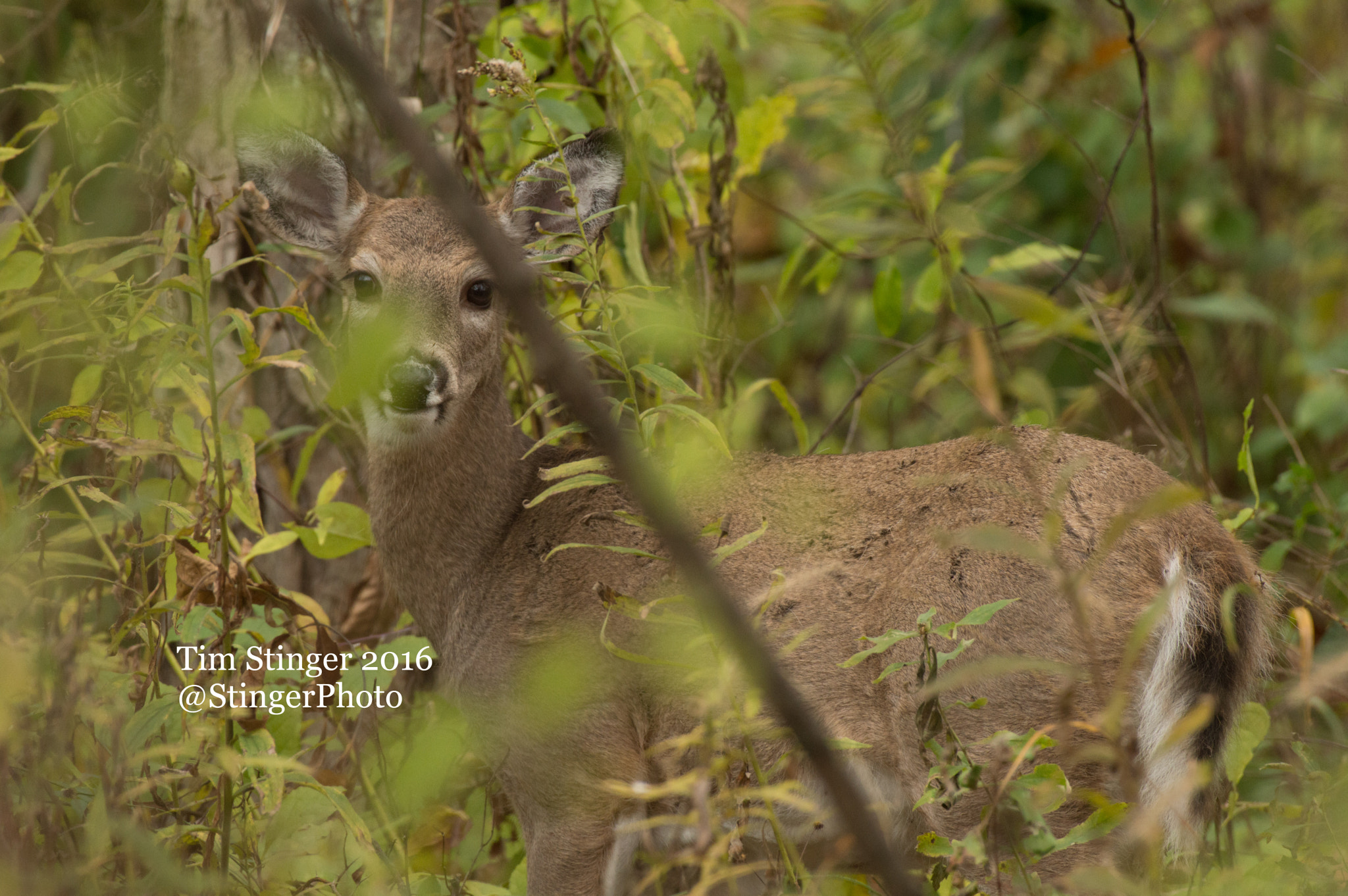 Nikon AF-S Nikkor 200-500mm F5.6E ED VR sample photo. Do they see me? photography