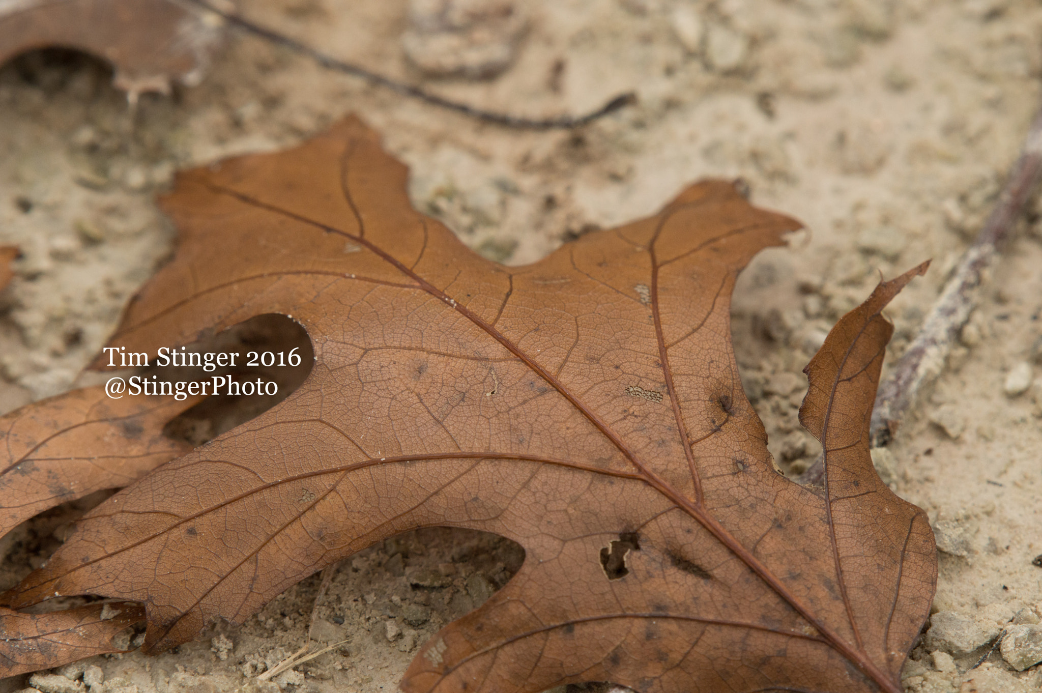 Nikon AF-S Nikkor 200-500mm F5.6E ED VR sample photo. Lonely leaf photography