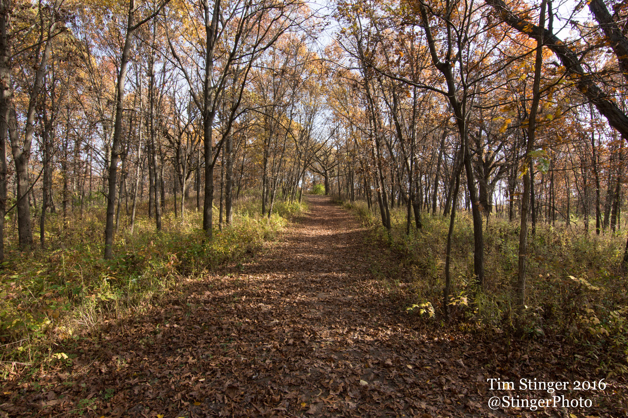 Nikon D3200 sample photo. Fall resurfaces a path photography