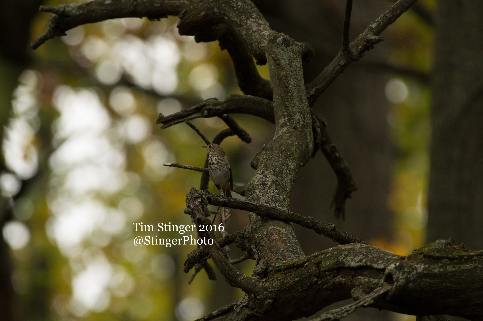 Nikon AF-S Nikkor 200-500mm F5.6E ED VR sample photo. Worrisome bird photography
