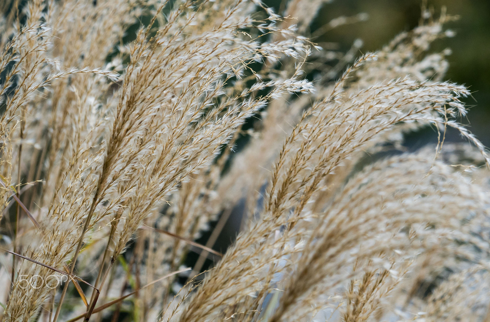 Sony a6300 + Sony FE 70-200mm F4 G OSS sample photo. Autumn brush photography