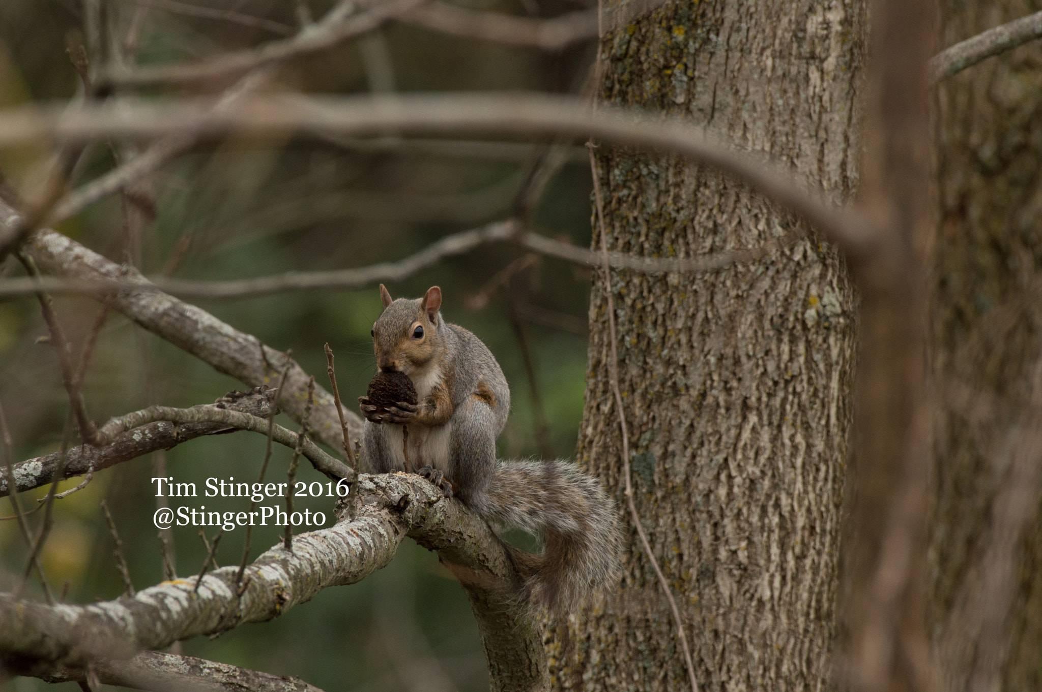 Nikon AF-S Nikkor 200-500mm F5.6E ED VR sample photo. Saying grace photography