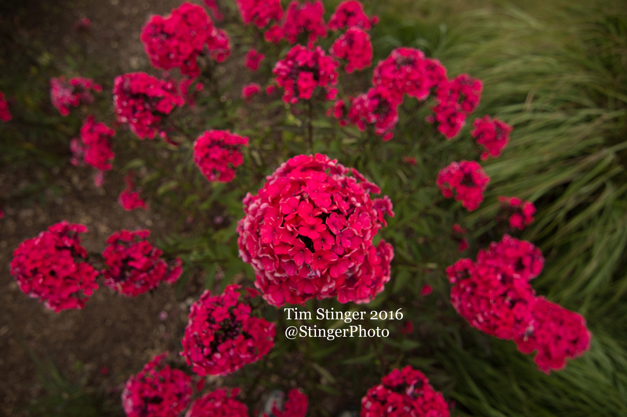 Nikon D3200 sample photo. Lord clayton garden phlox photography