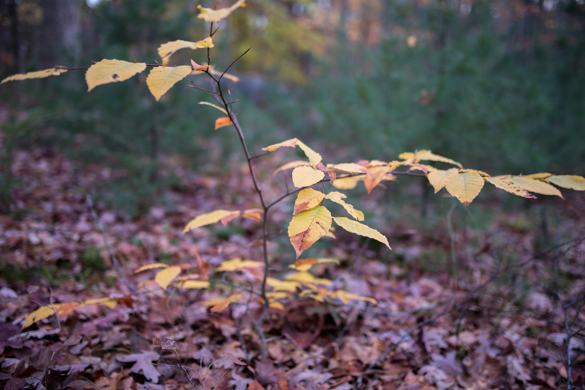 Pentax K-1 sample photo. Small beech tree photography