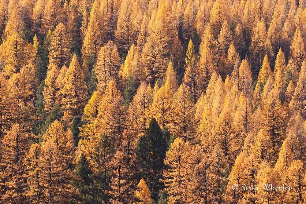 Nikon D810 + Nikon AF-S Nikkor 600mm F4G ED VR sample photo. Tamarack forest photography