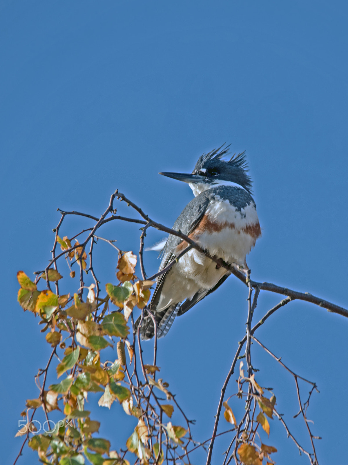 Sigma 150-500mm F5-6.3 DG OS HSM sample photo. Little bird photography