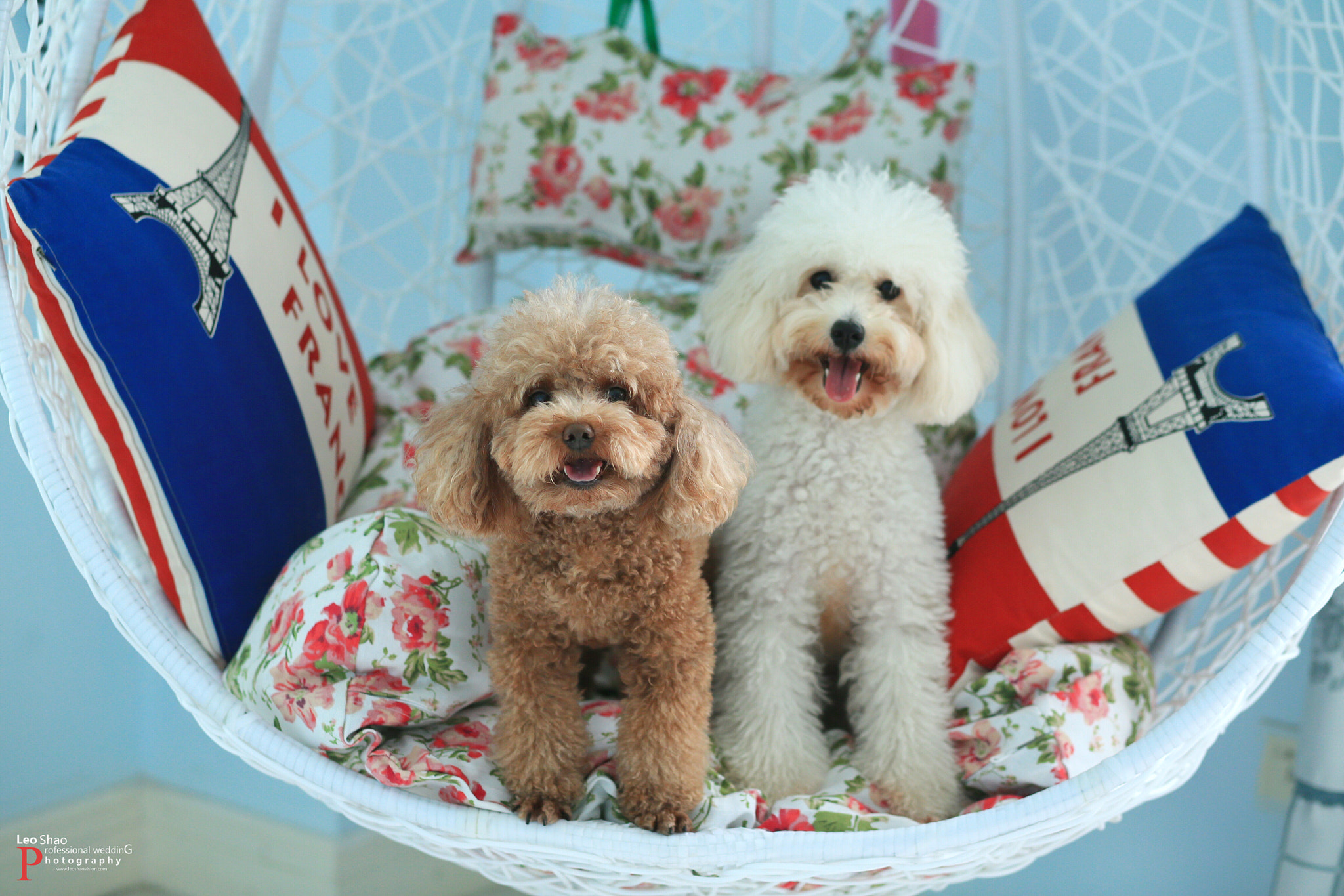 Canon EF 85mm F1.8 USM sample photo. My dog photography