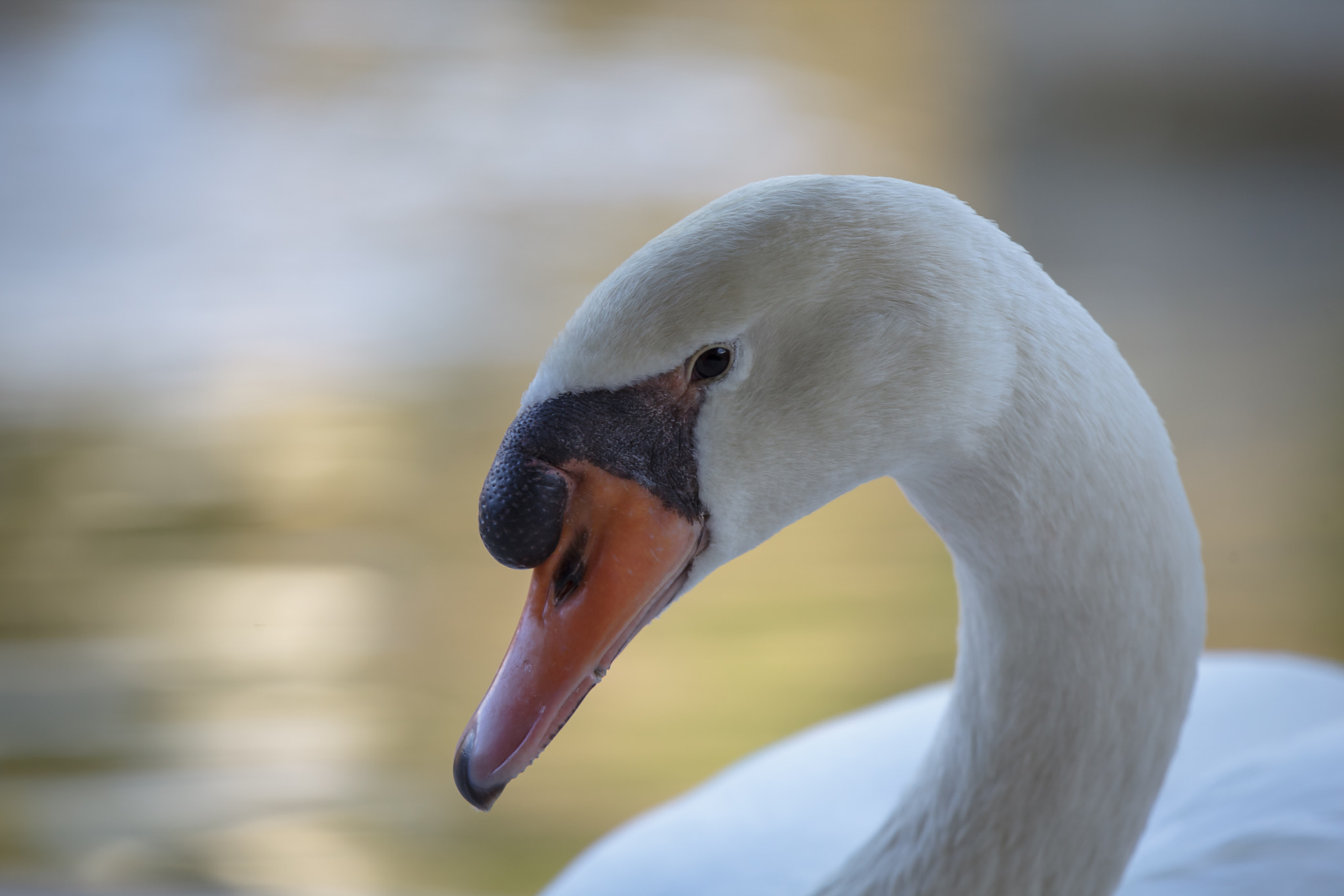 Canon EOS 5D Mark II sample photo. Swan photography