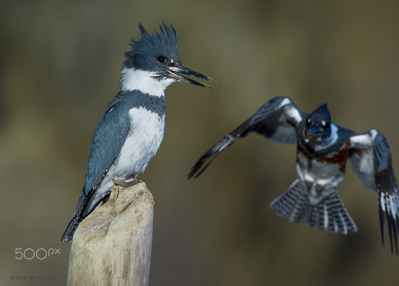 Nikon D3S + Nikon AF-S Nikkor 600mm F4G ED VR sample photo. Get off my perch photography