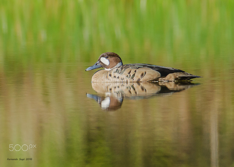 Nikon D7000 + Sigma 50-500mm F4.5-6.3 DG OS HSM sample photo. Spectacled duck photography