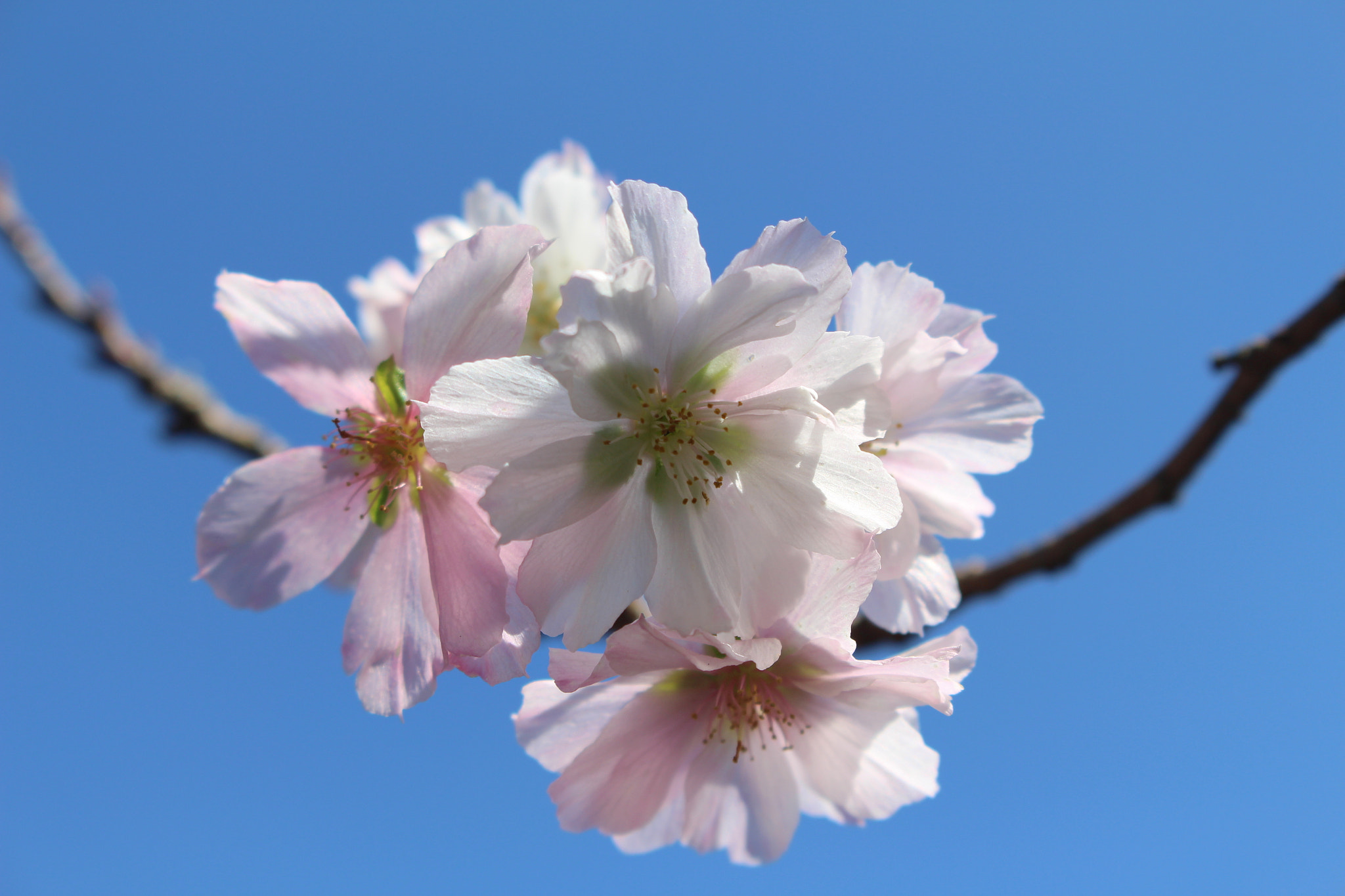 Canon EOS 700D (EOS Rebel T5i / EOS Kiss X7i) sample photo. Sakura photography