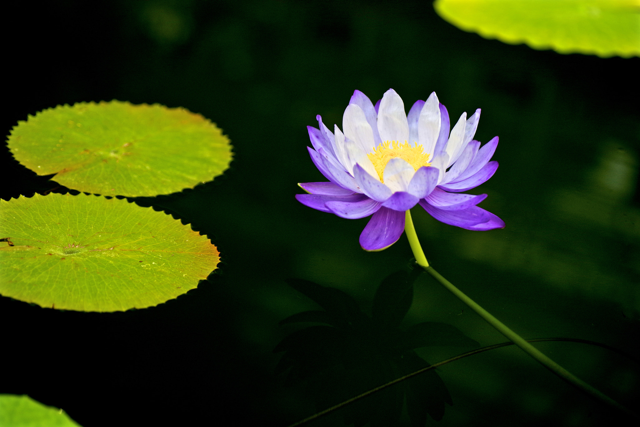 Tamron SP AF 90mm F2.8 Di Macro sample photo. Lotus flower photography