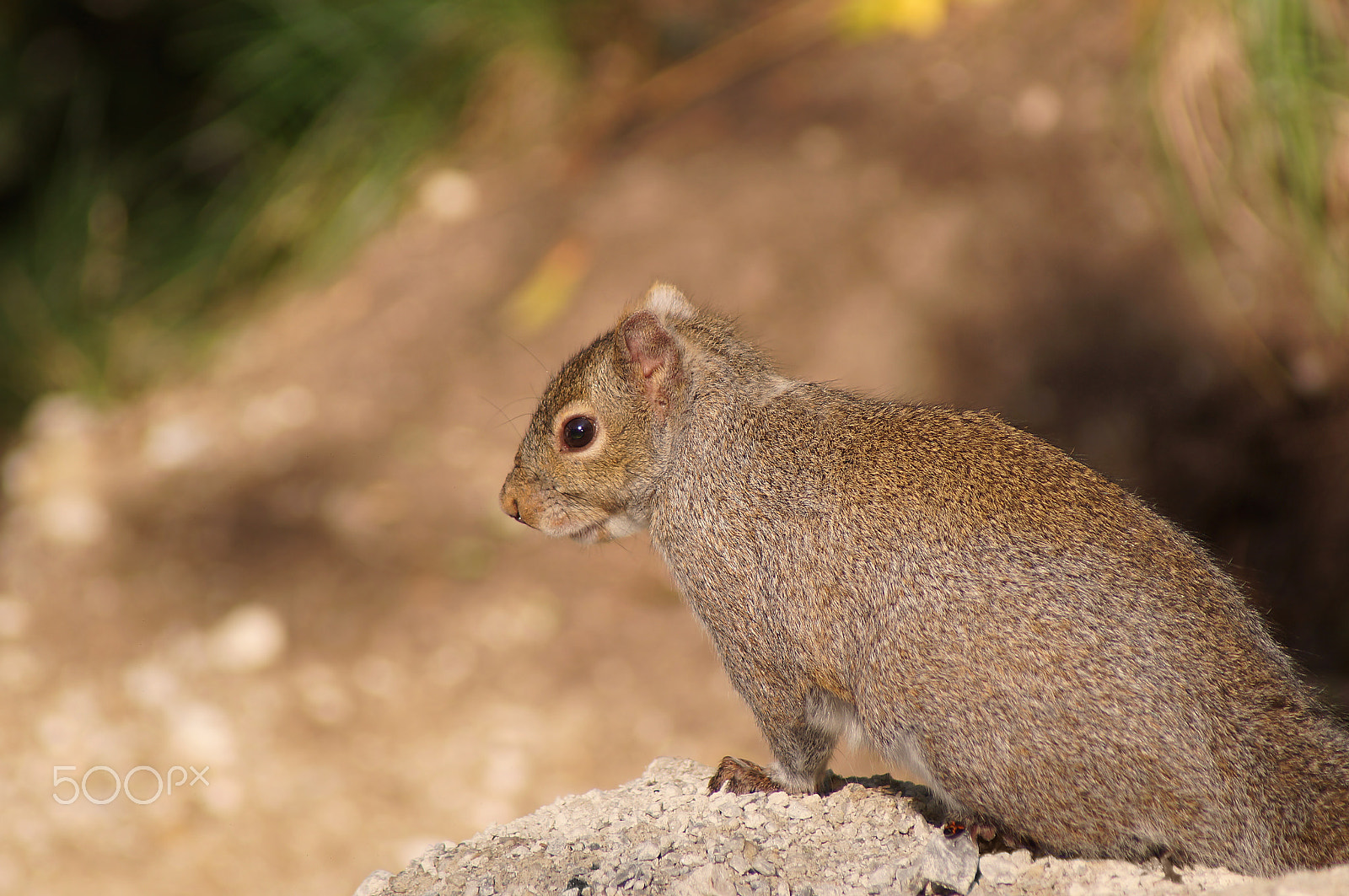 Sony SLT-A37 sample photo. Eastern gray squirrel photography