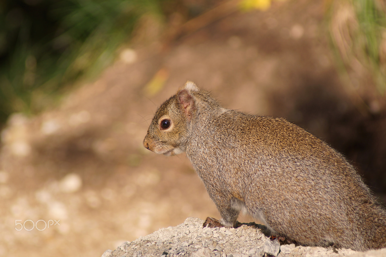 Sony 75-300mm F4.5-5.6 sample photo. Eastern gray squirrel photography