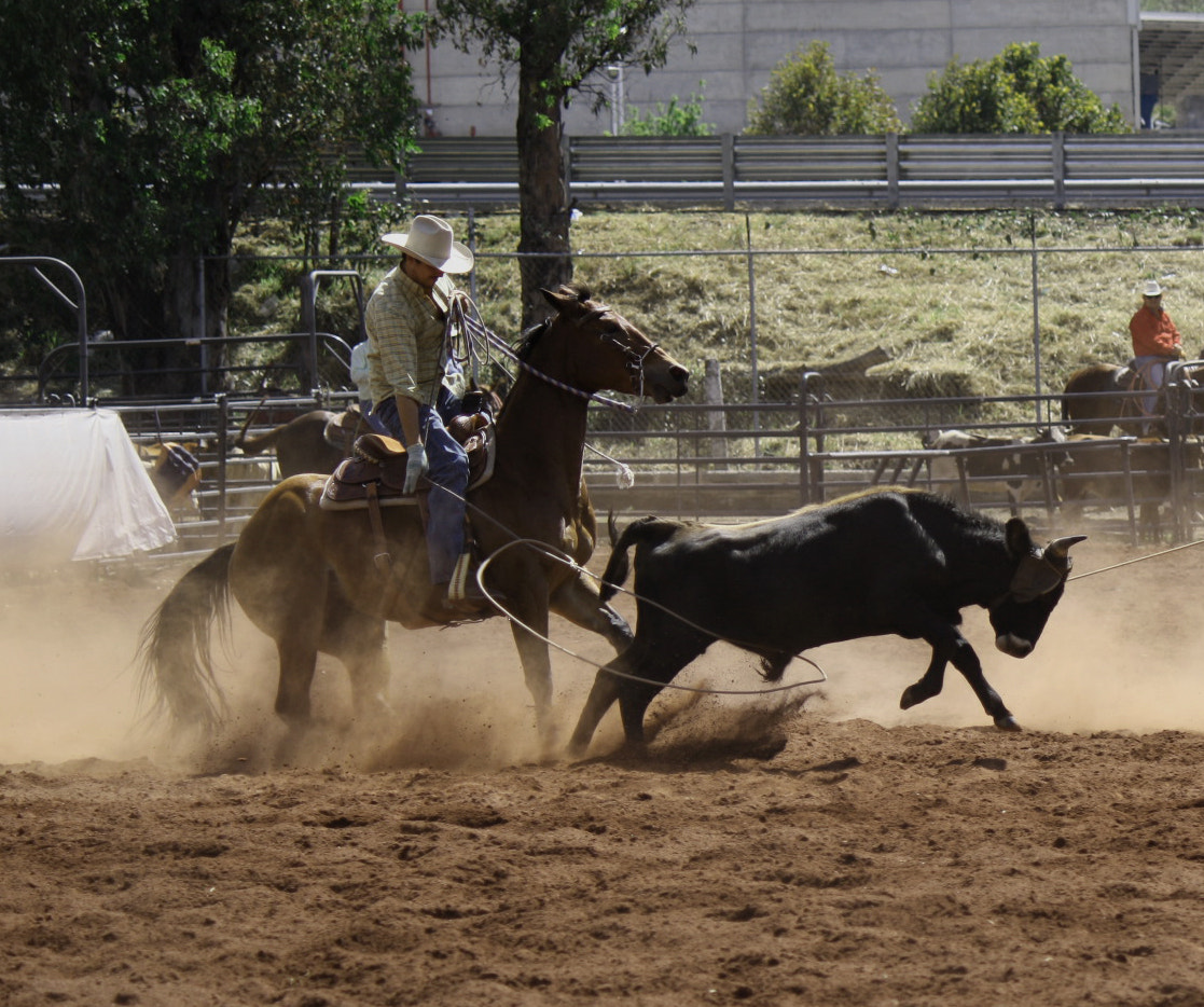 Canon EOS 1000D (EOS Digital Rebel XS / EOS Kiss F) sample photo. Cowboy roper! photography
