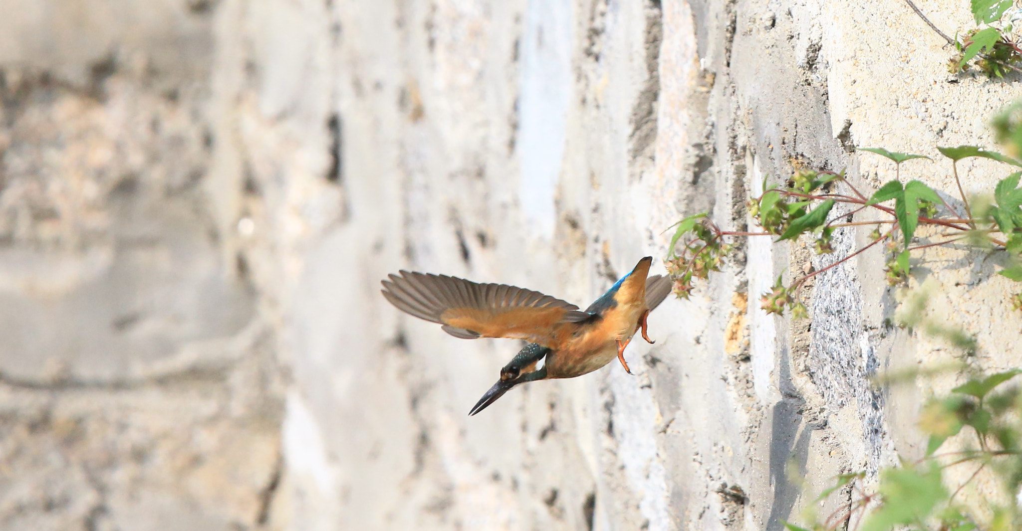 Canon EOS-1D X + Canon EF 600mm F4L IS II USM sample photo. 311 photography