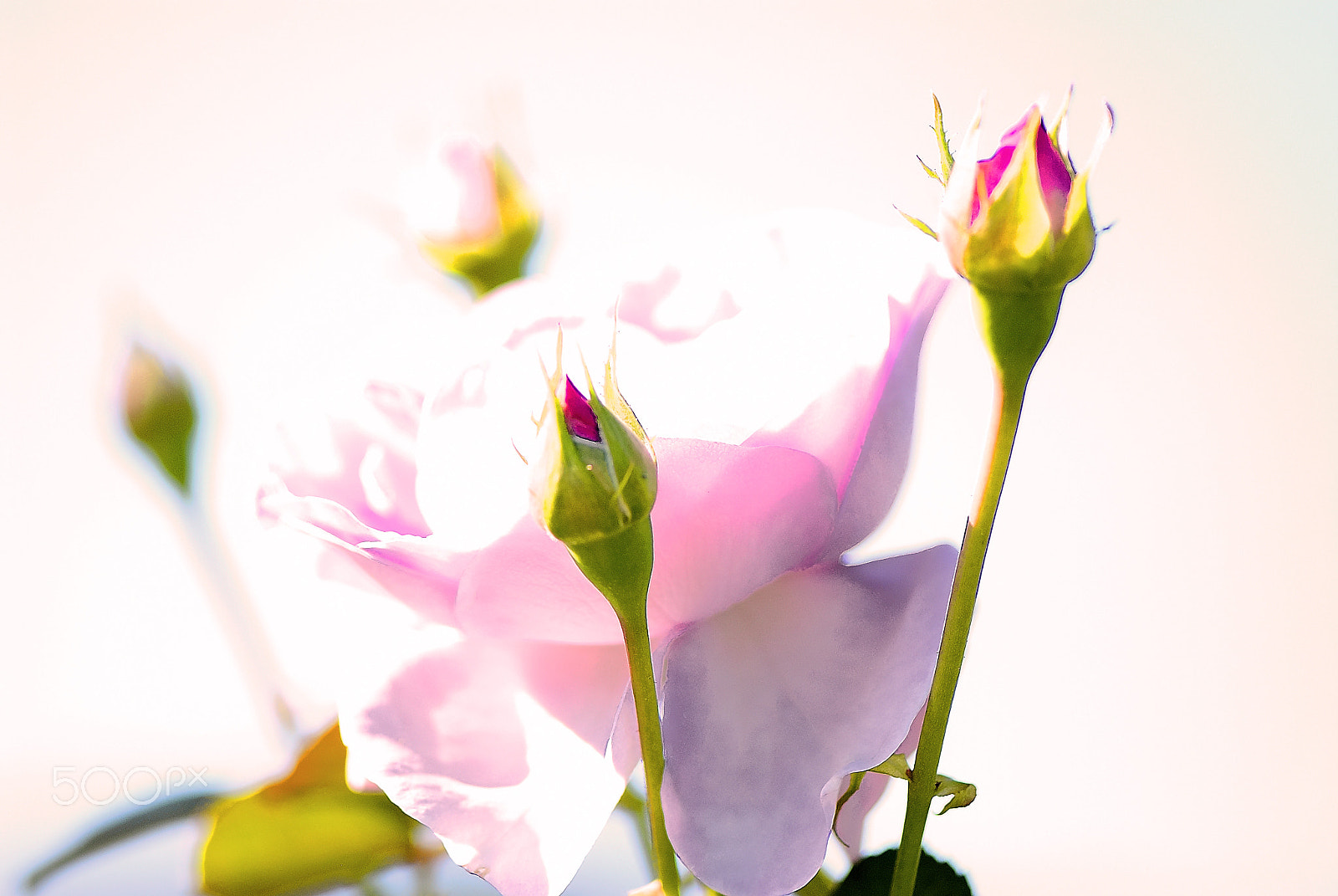 Nikon D200 sample photo. It rose slumber of autumn photography