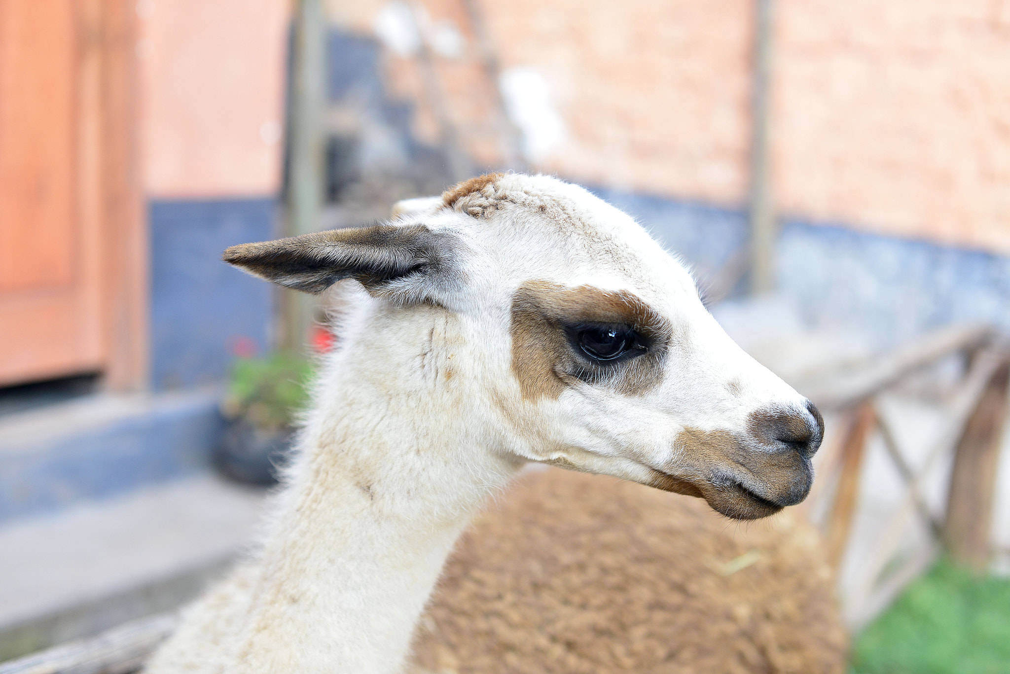 Nikon D800 + Sigma 50mm F1.4 EX DG HSM sample photo. Llama andina photography