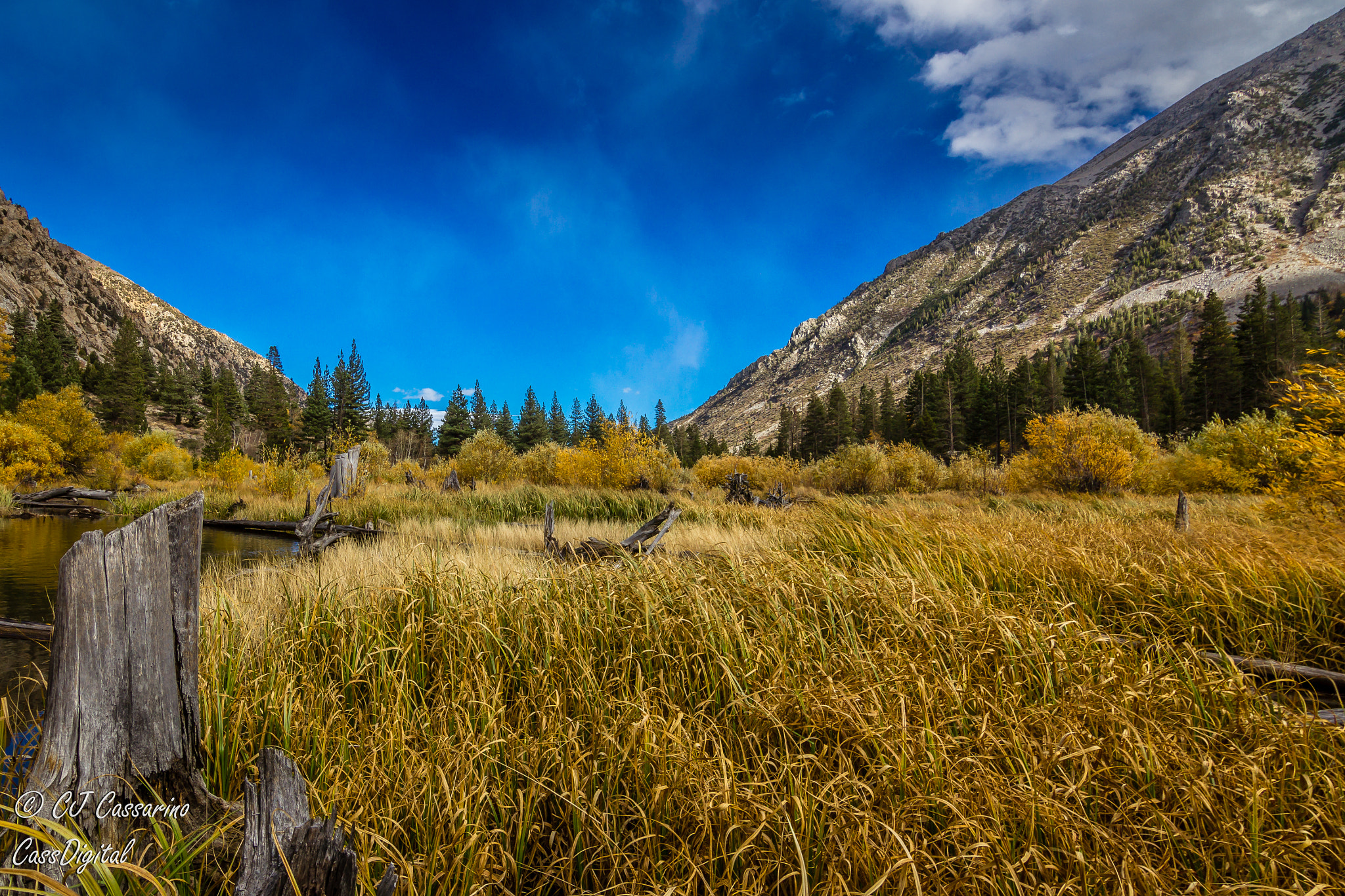Canon EOS 600D (Rebel EOS T3i / EOS Kiss X5) sample photo. Meadow of colors photography