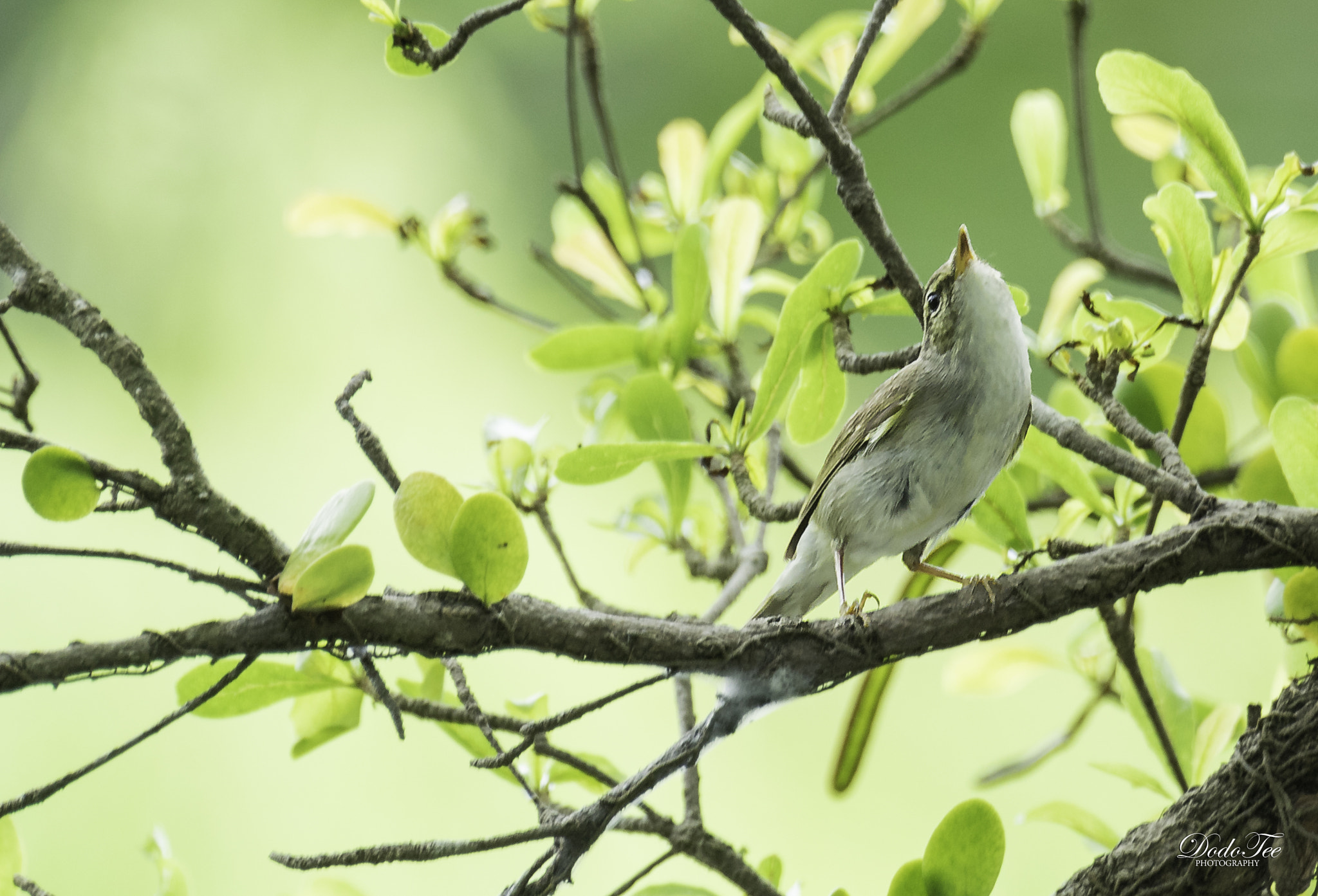 Sony 70-400mm F4-5.6 G SSM II sample photo