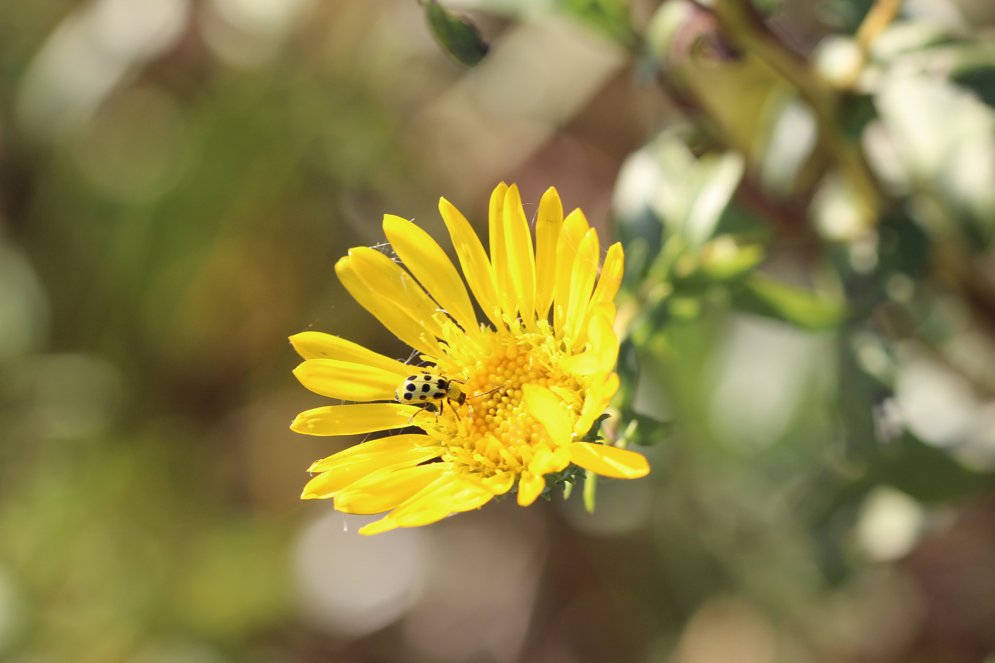 Sigma 105mm F2.8 EX DG OS HSM sample photo. Yellow fellow photography