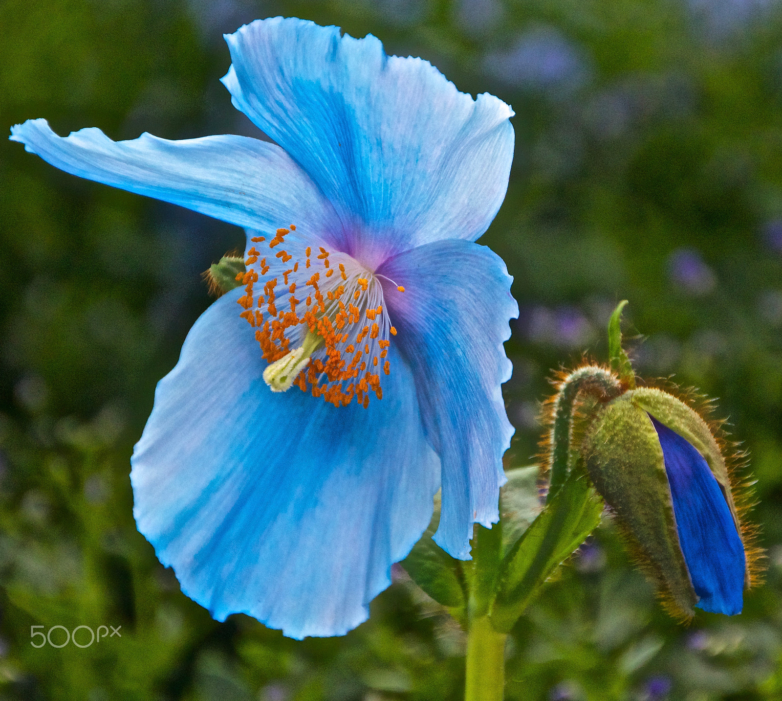 Canon EOS 550D (EOS Rebel T2i / EOS Kiss X4) + Sigma 18-250mm F3.5-6.3 DC OS HSM sample photo. Himalayan blue poppy photography