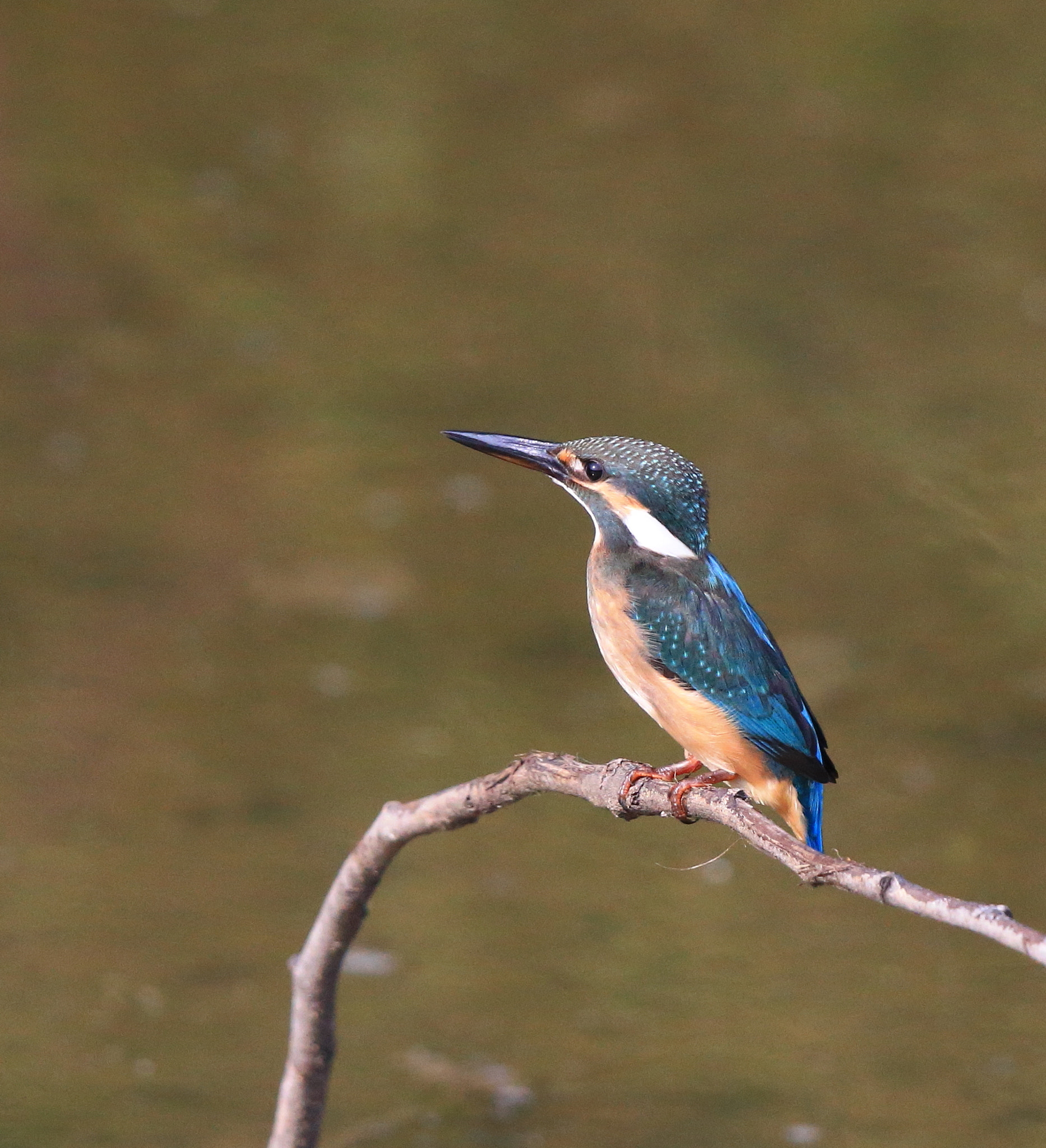 Canon EF 600mm F4L IS II USM sample photo. 319 photography