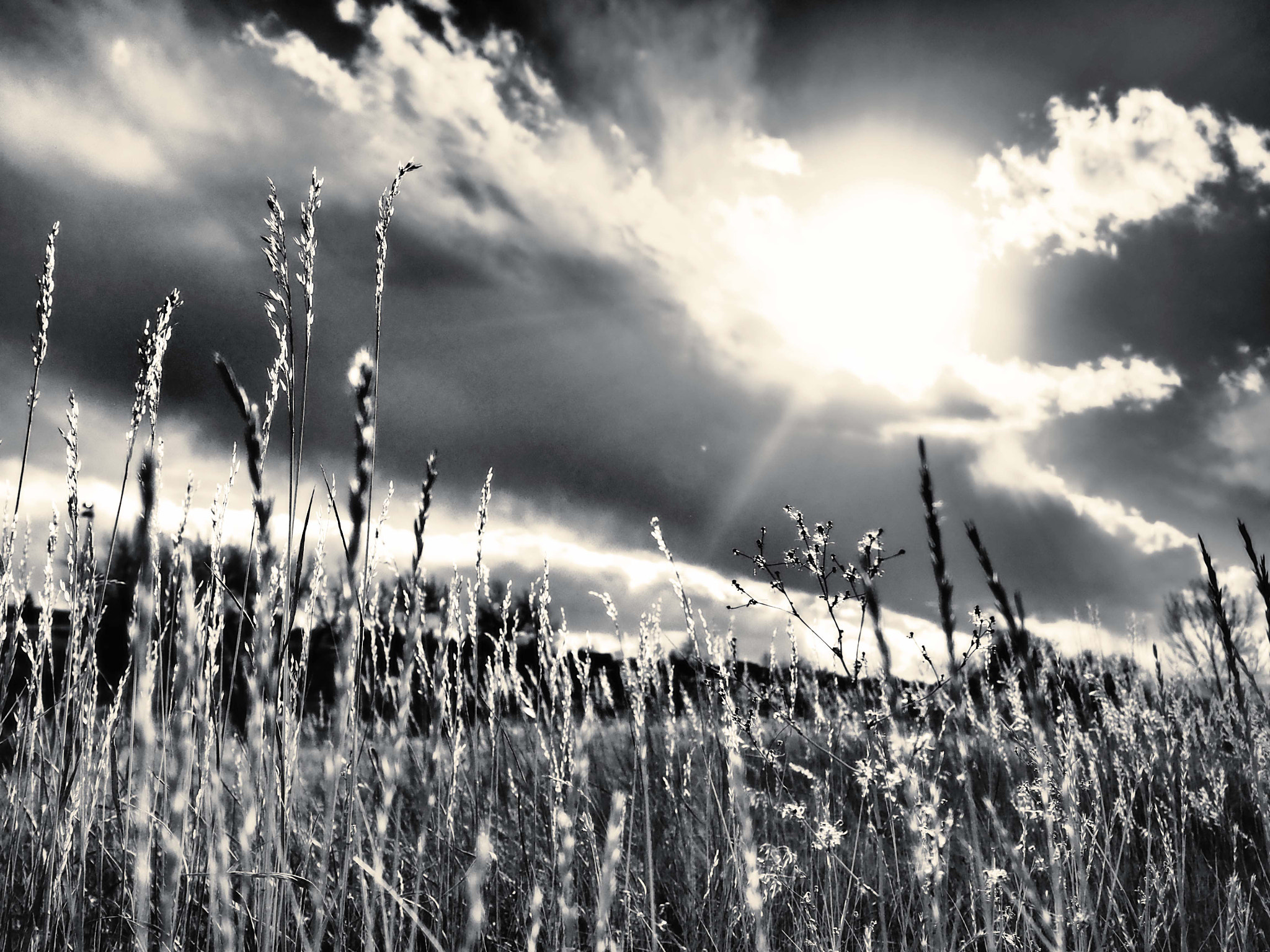 Olympus Air A01 sample photo. Beautiful weeds photography