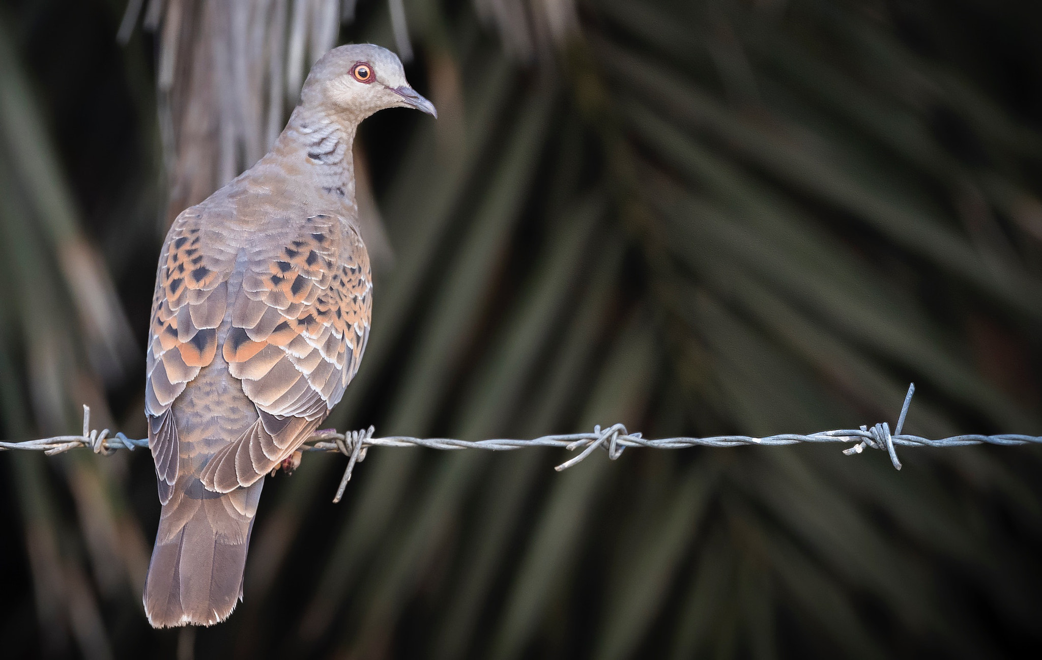 Canon EOS 7D Mark II + Canon EF 800mm F5.6L IS USM sample photo