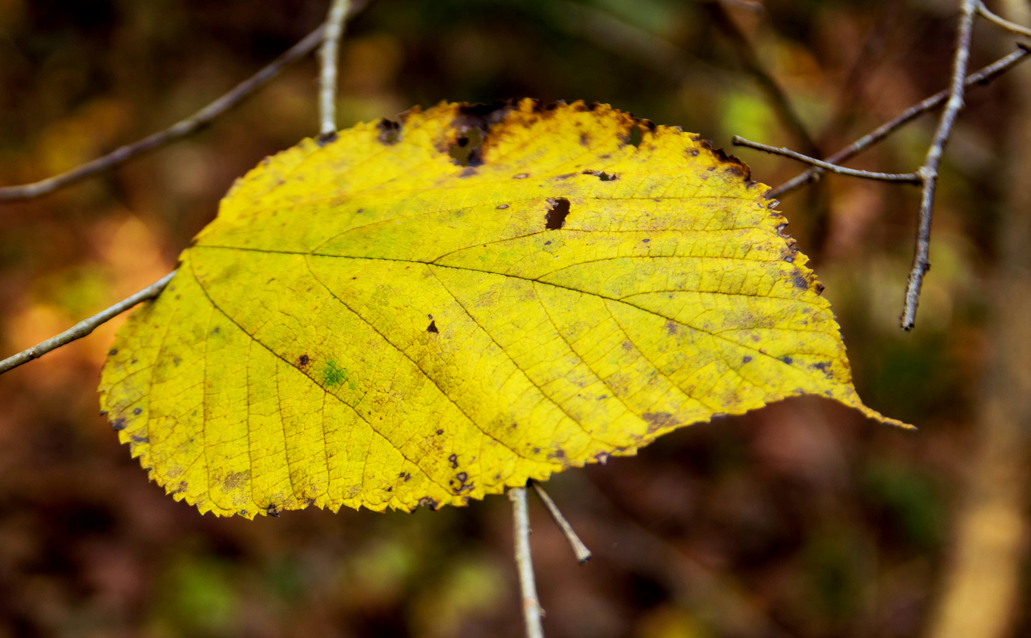 Sony SLT-A68 + Sigma 17-70mm F2.8-4.5 (D) sample photo. Lonely leaf photography