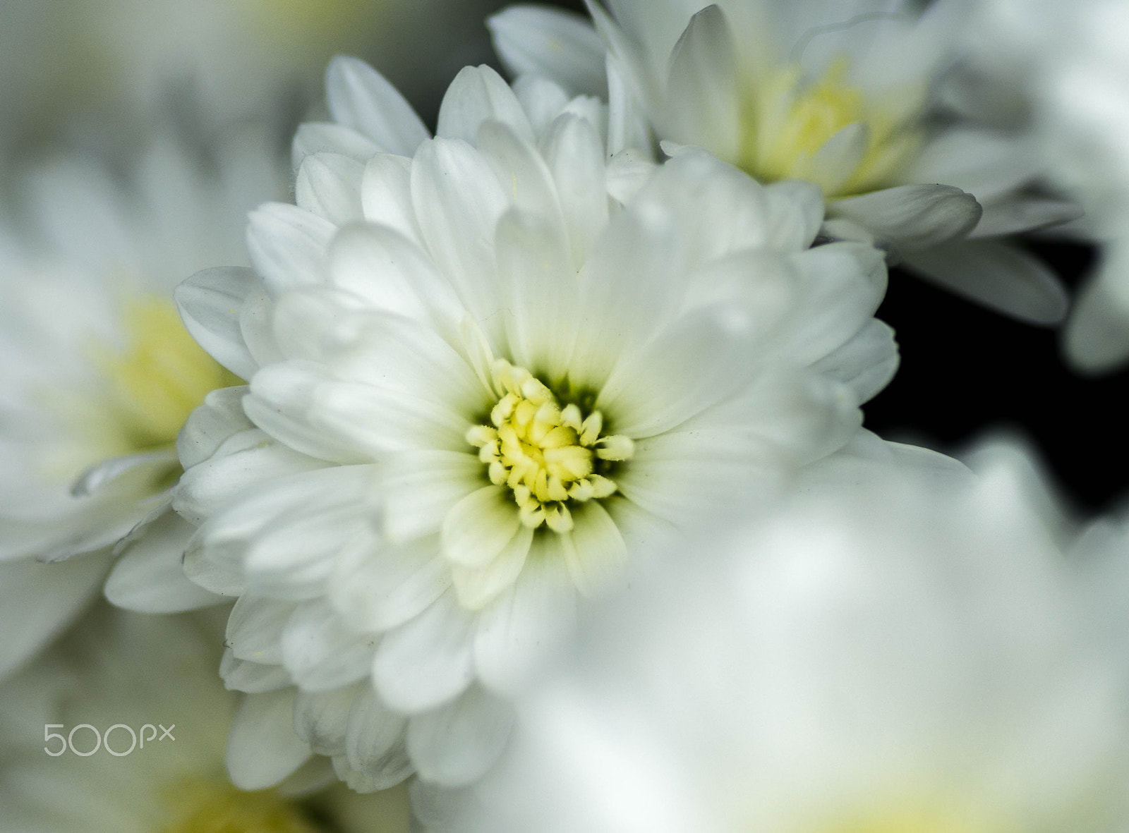 Sony a99 II + Minolta AF 100mm F2.8 Macro [New] sample photo. Hiding - white/yellow chrysanthemum photography