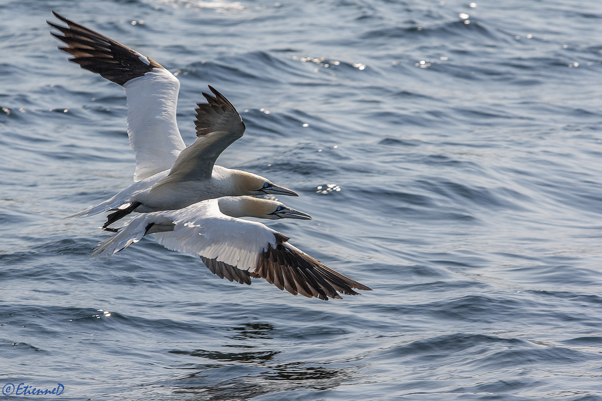 Canon EF 70-200mm F2.8L USM sample photo. Northern gannet photography