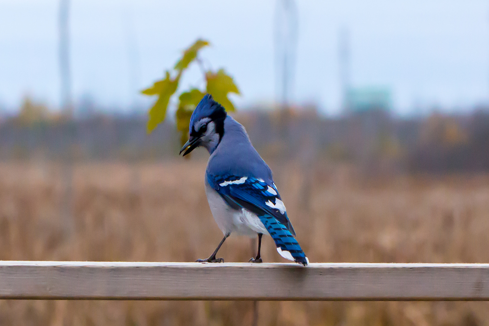 Canon EOS 700D (EOS Rebel T5i / EOS Kiss X7i) + Canon EF 100mm F2.8L Macro IS USM sample photo. Blue jay_1 photography