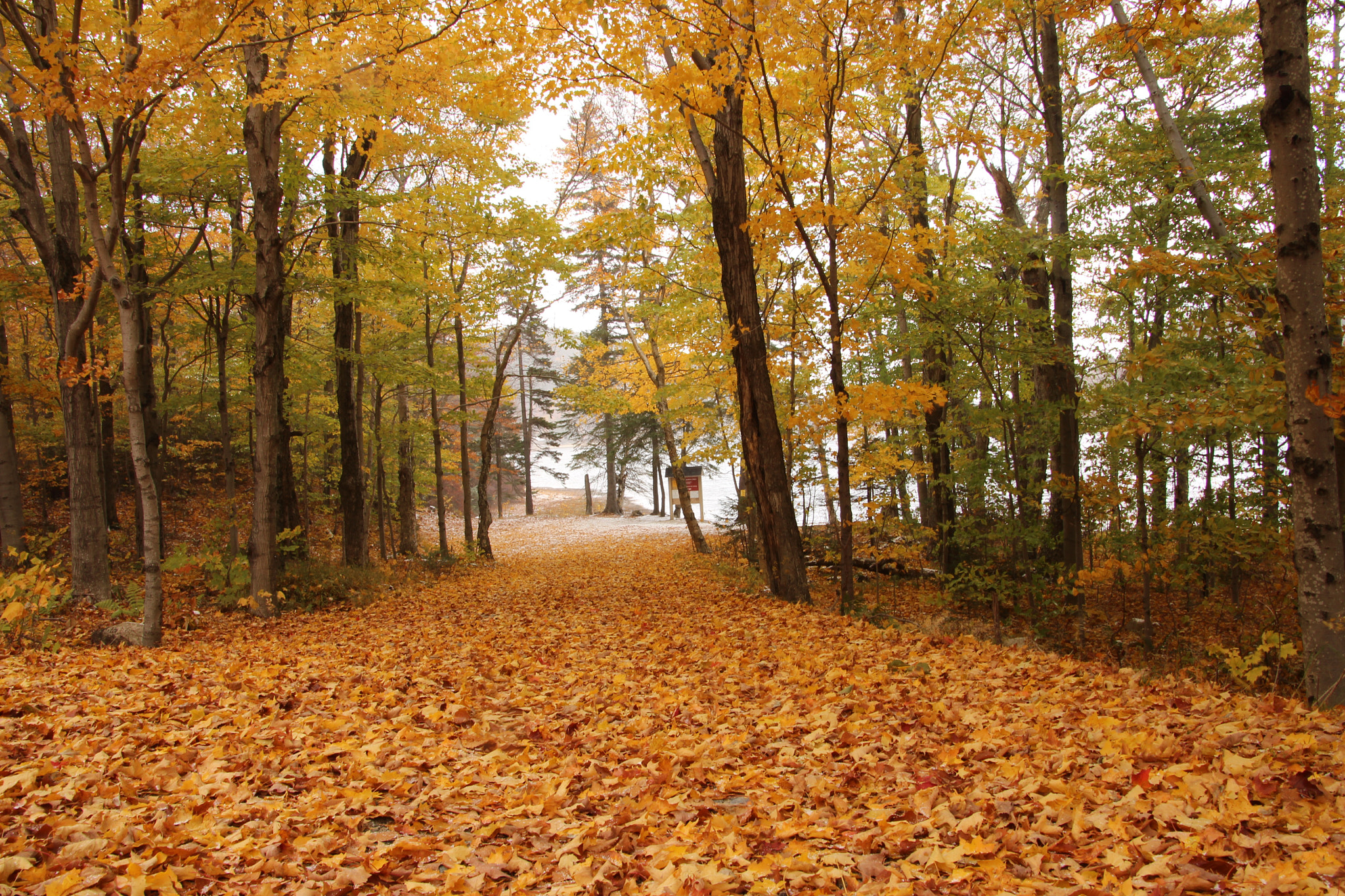 Canon EOS 600D (Rebel EOS T3i / EOS Kiss X5) sample photo. Fall time... photography