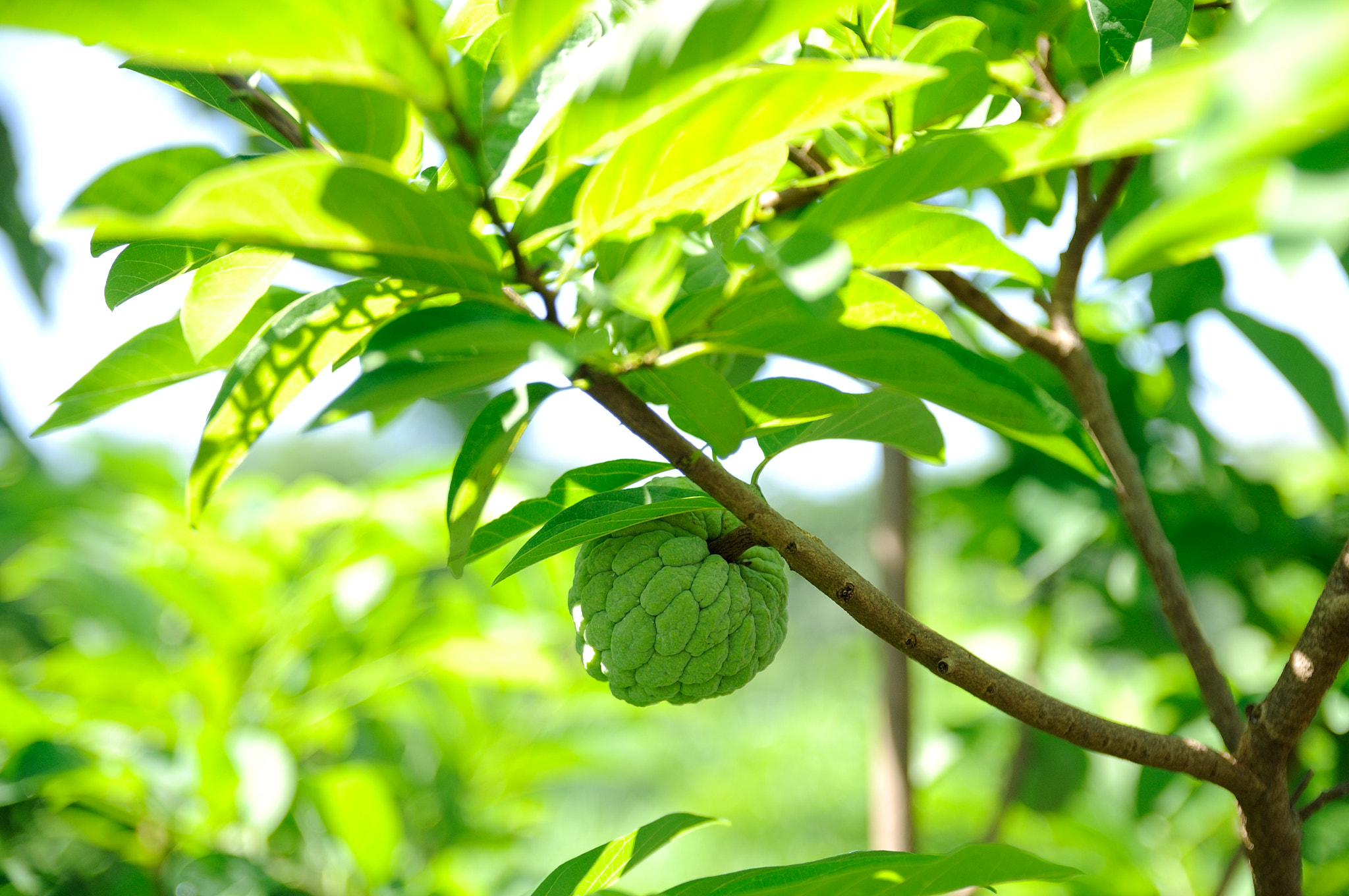 Sigma 17-50mm F2.8 EX DC OS HSM sample photo. Manh cau tay ninh photography