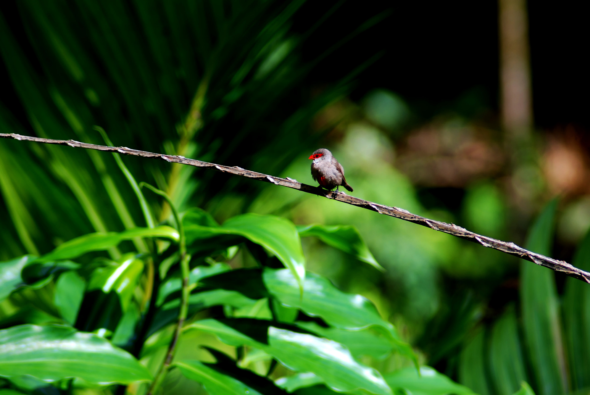Nikon AF Nikkor 70-300mm F4-5.6G sample photo. Birdonwire photography