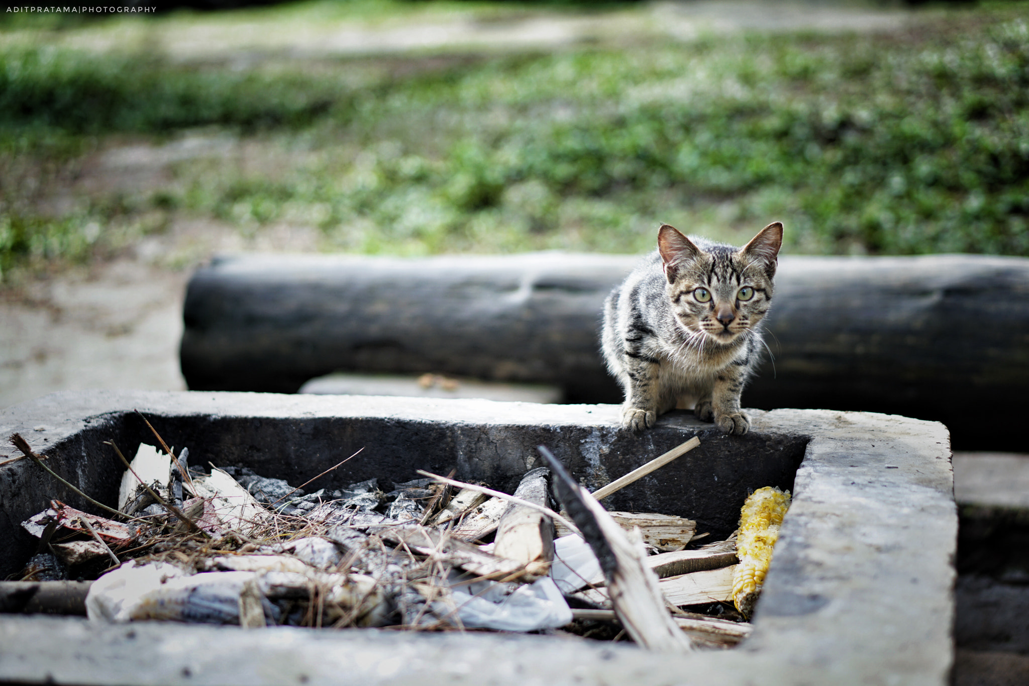 Sony E 50mm F1.8 OSS sample photo. Looking for food photography