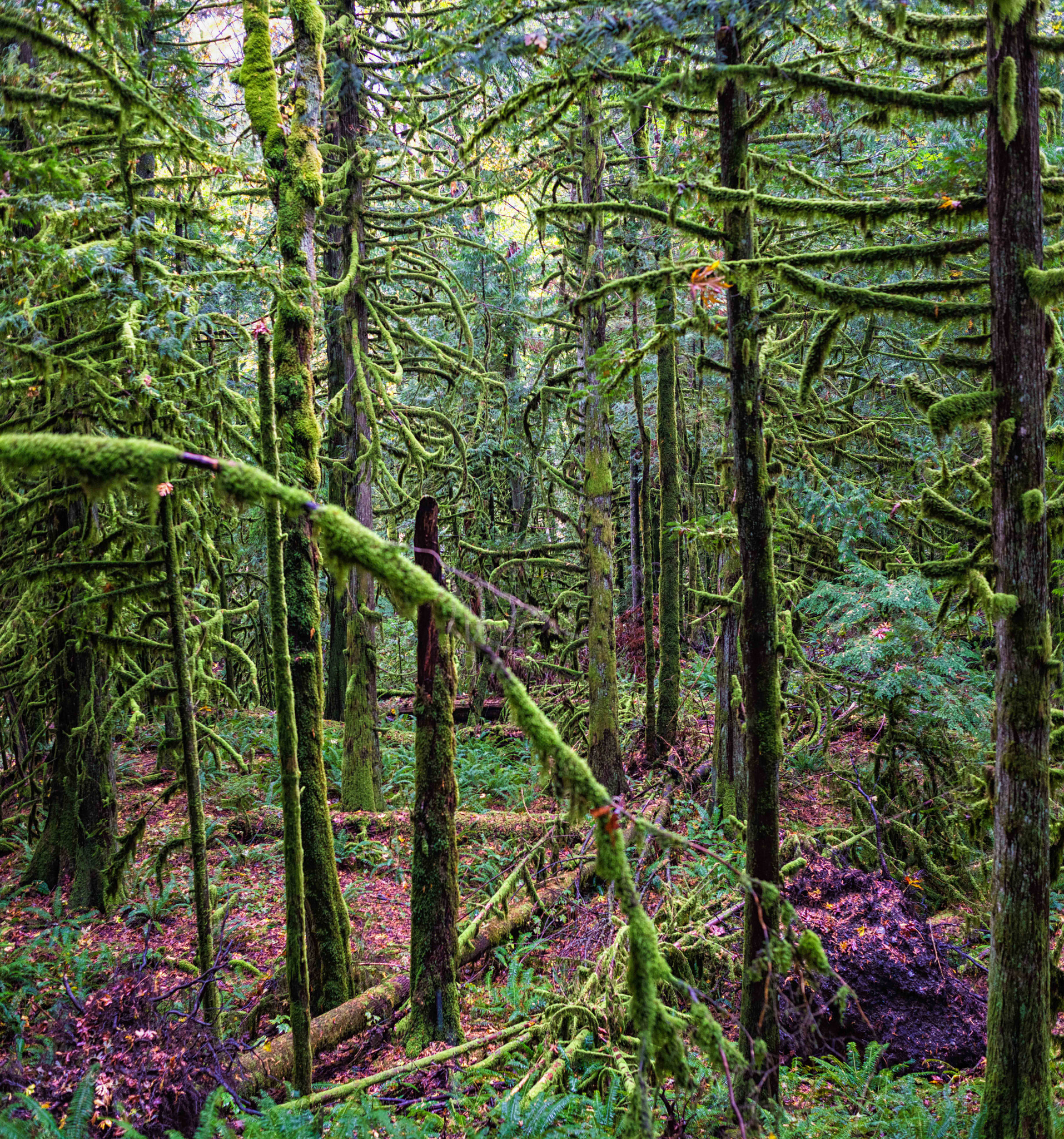 Nikon D800E + Nikon AF-S Nikkor 50mm F1.8G sample photo. Old growth mossy view photography